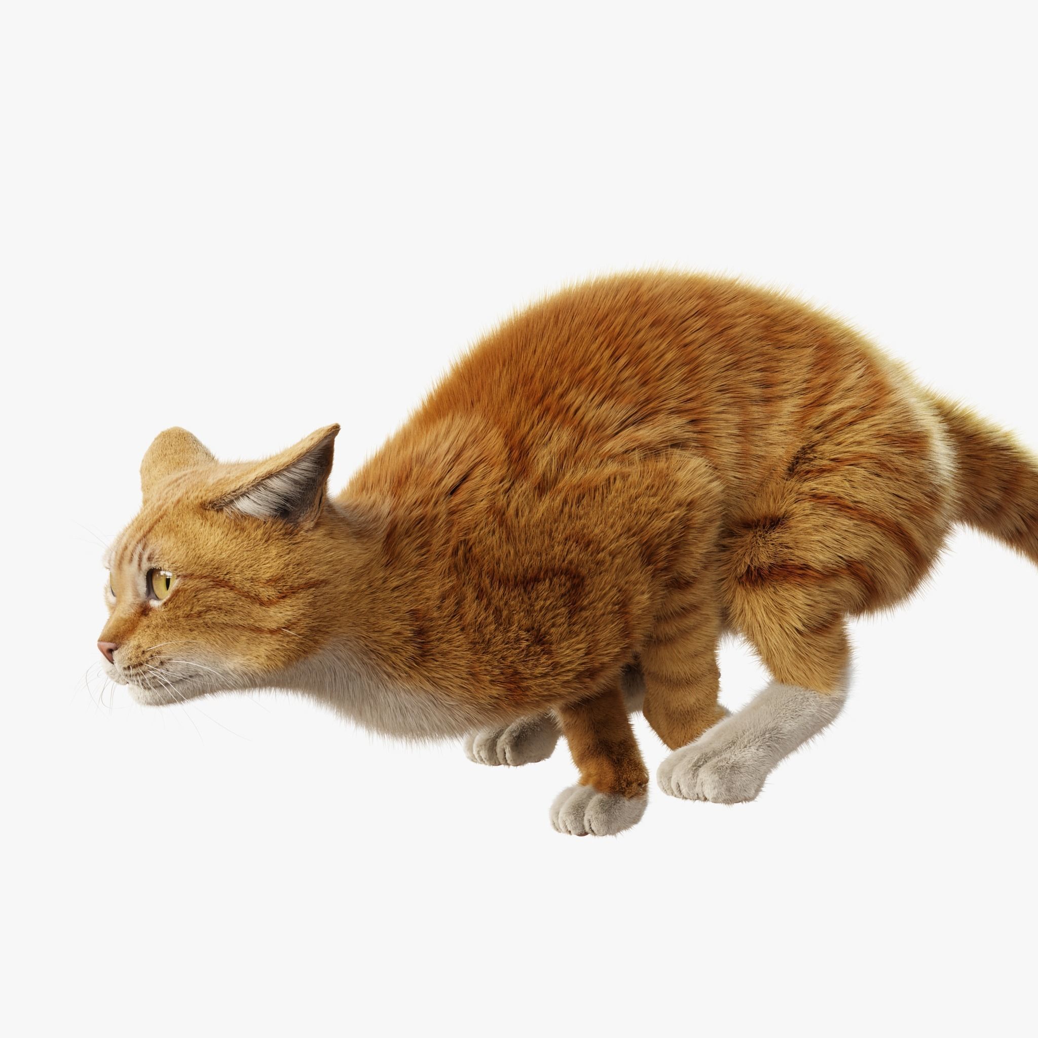 Cat Orange Tabby Rigged Animated 3D model_5