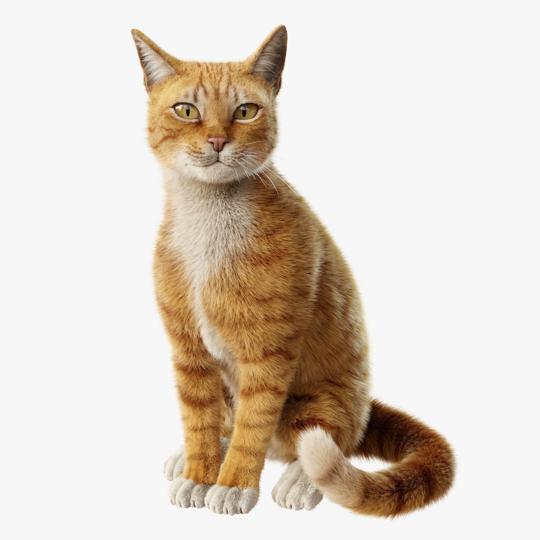 Cat Orange Tabby Rigged Animated 3D model_2
