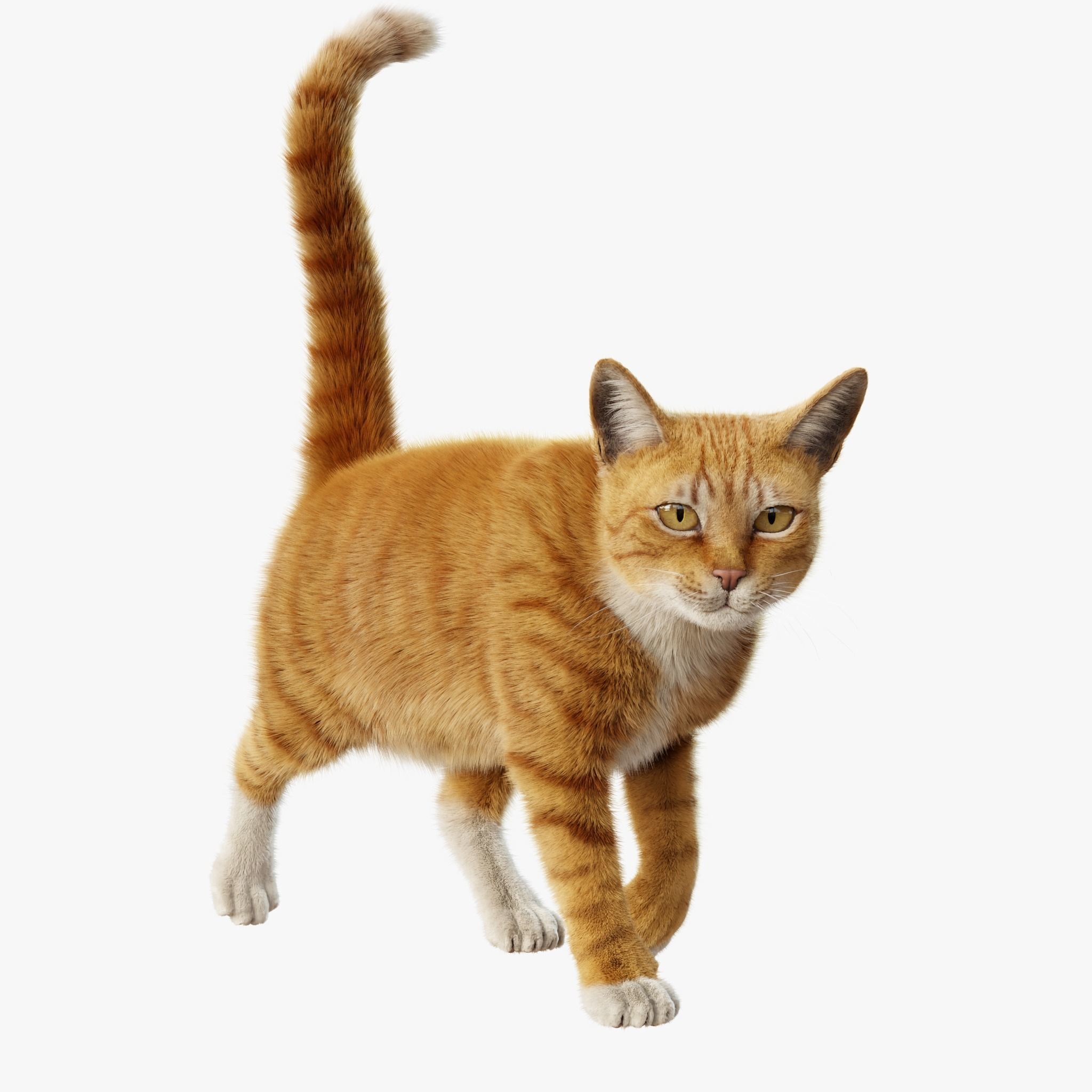 Cat Orange Tabby Rigged Animated 3D model_4