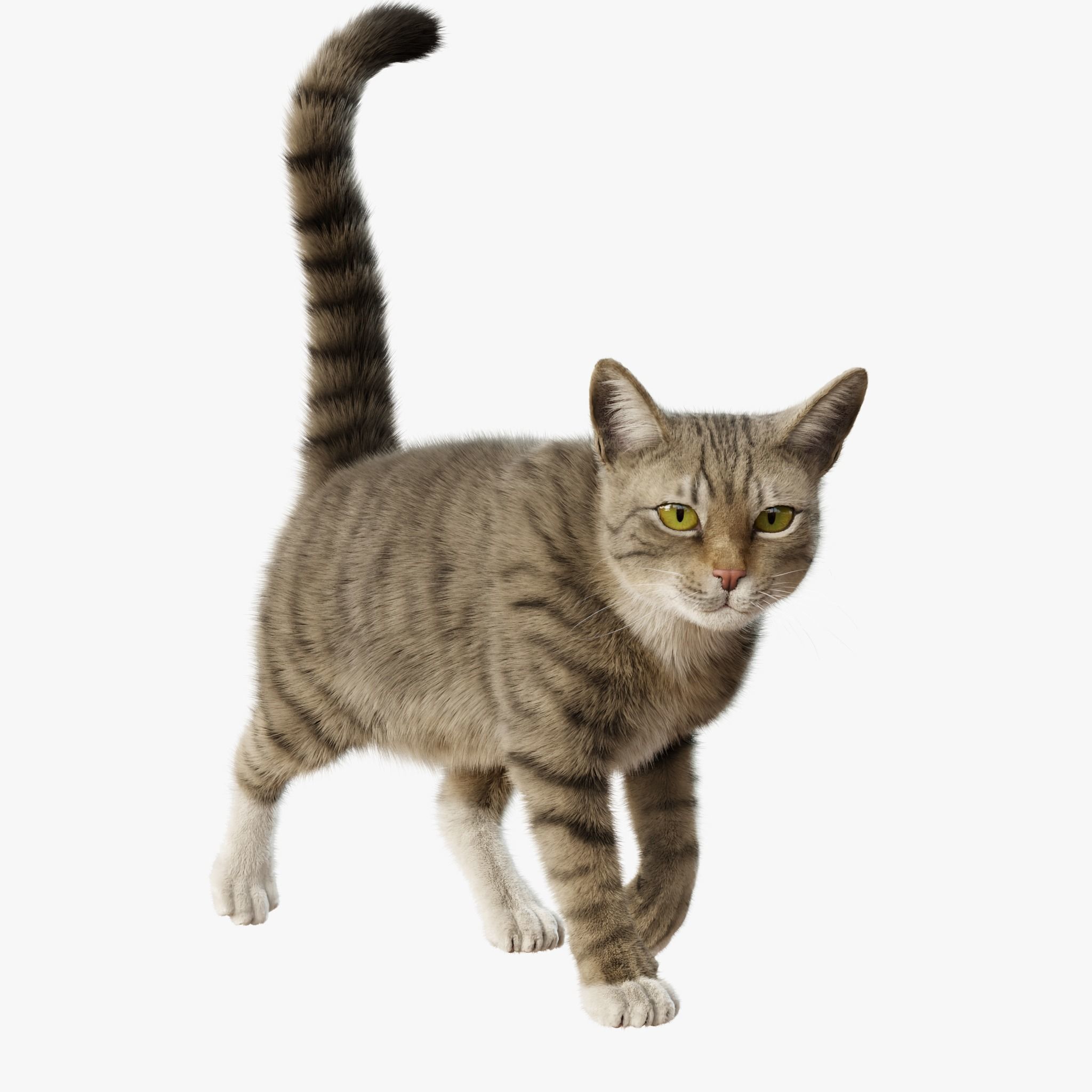 Cat Gray Tabby Rigged Animated 3D model_4