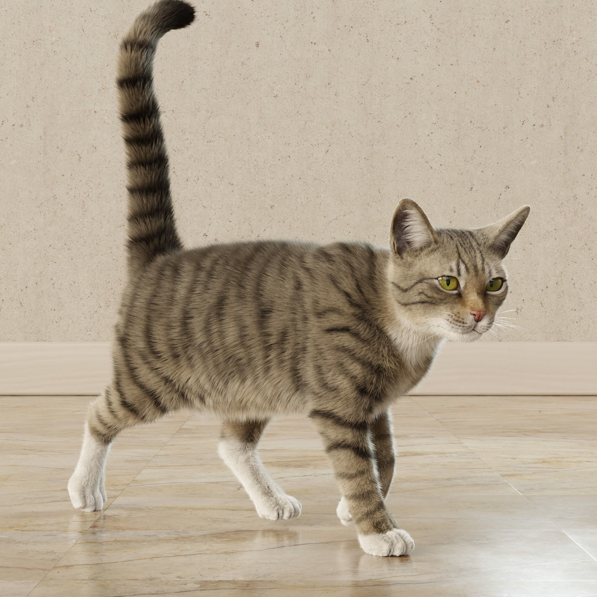 Cat Gray Tabby Rigged Animated 3D model_12