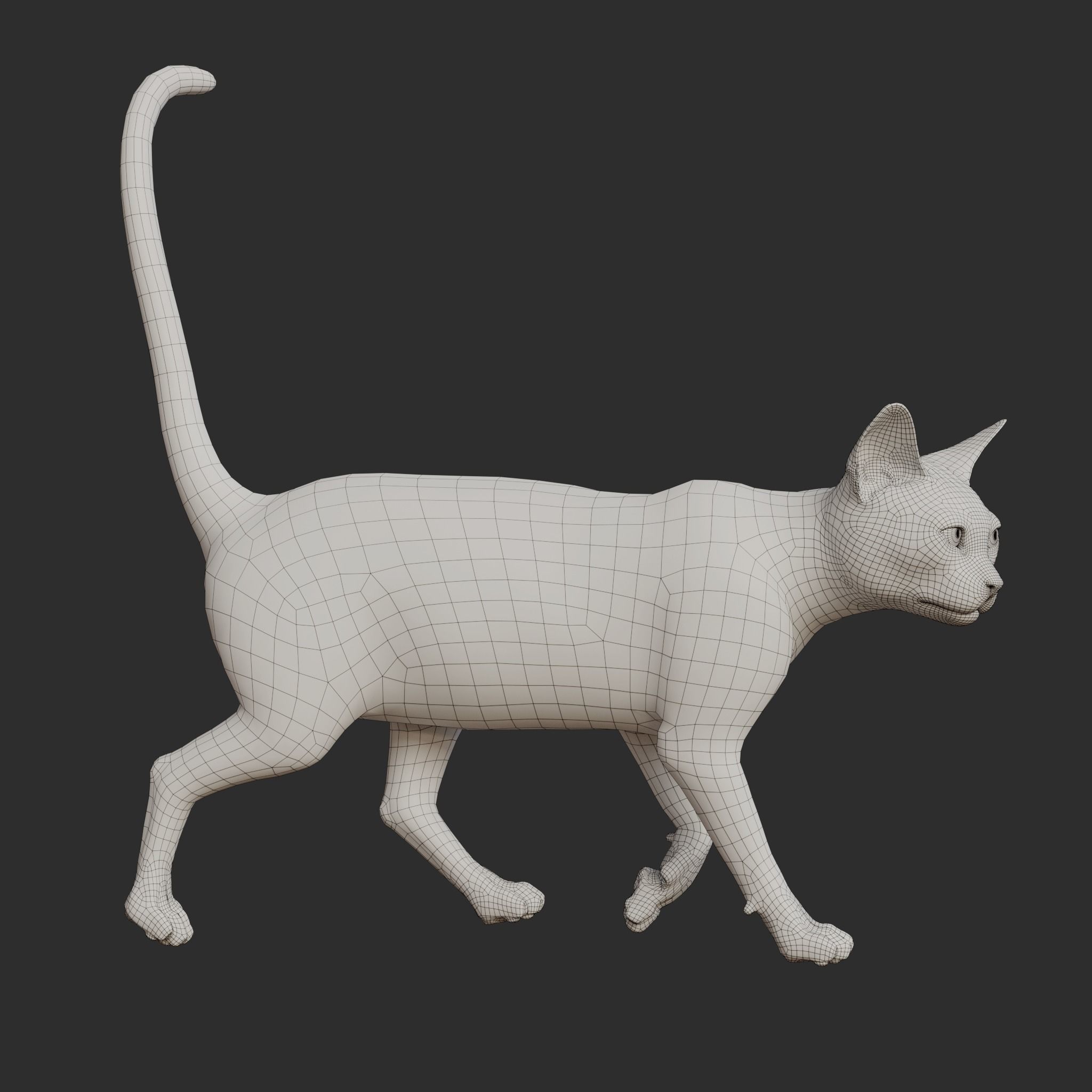 Cat Gray Tabby Rigged Animated 3D model_21
