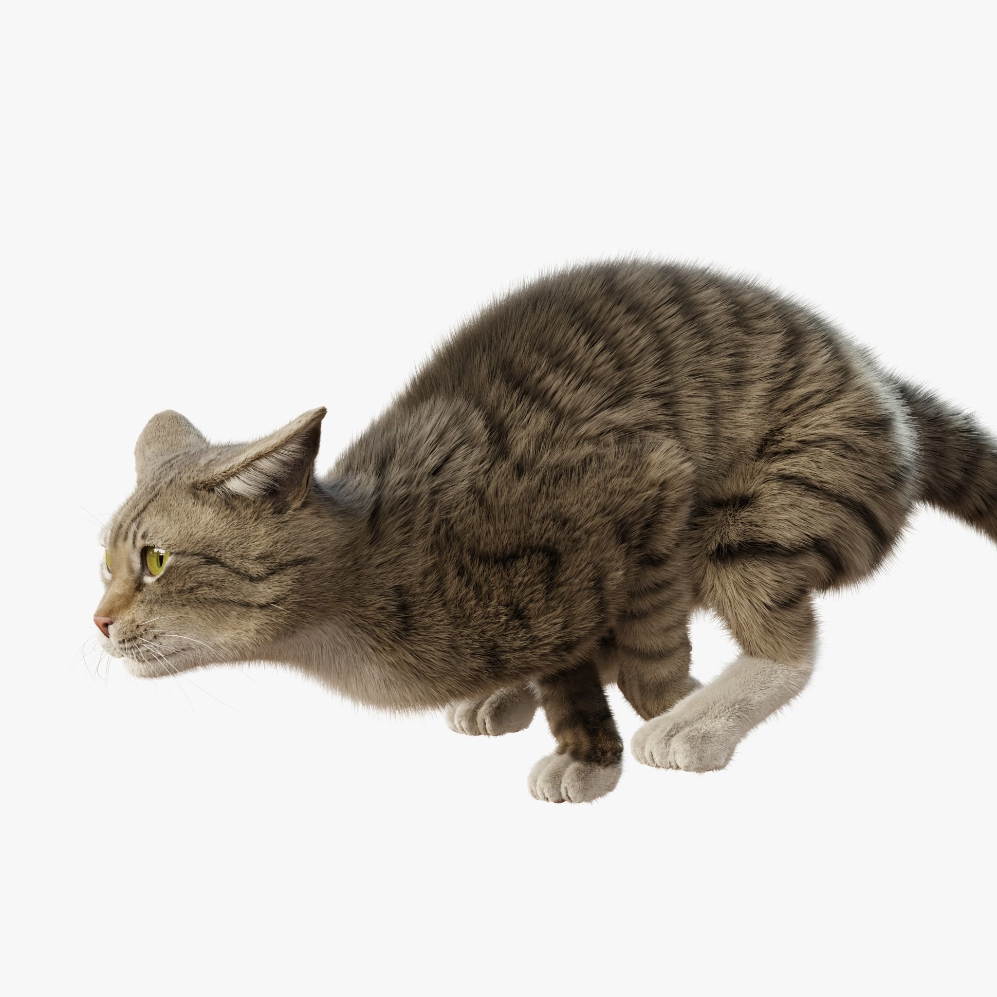 Cat Gray Tabby Rigged Animated 3D model_5