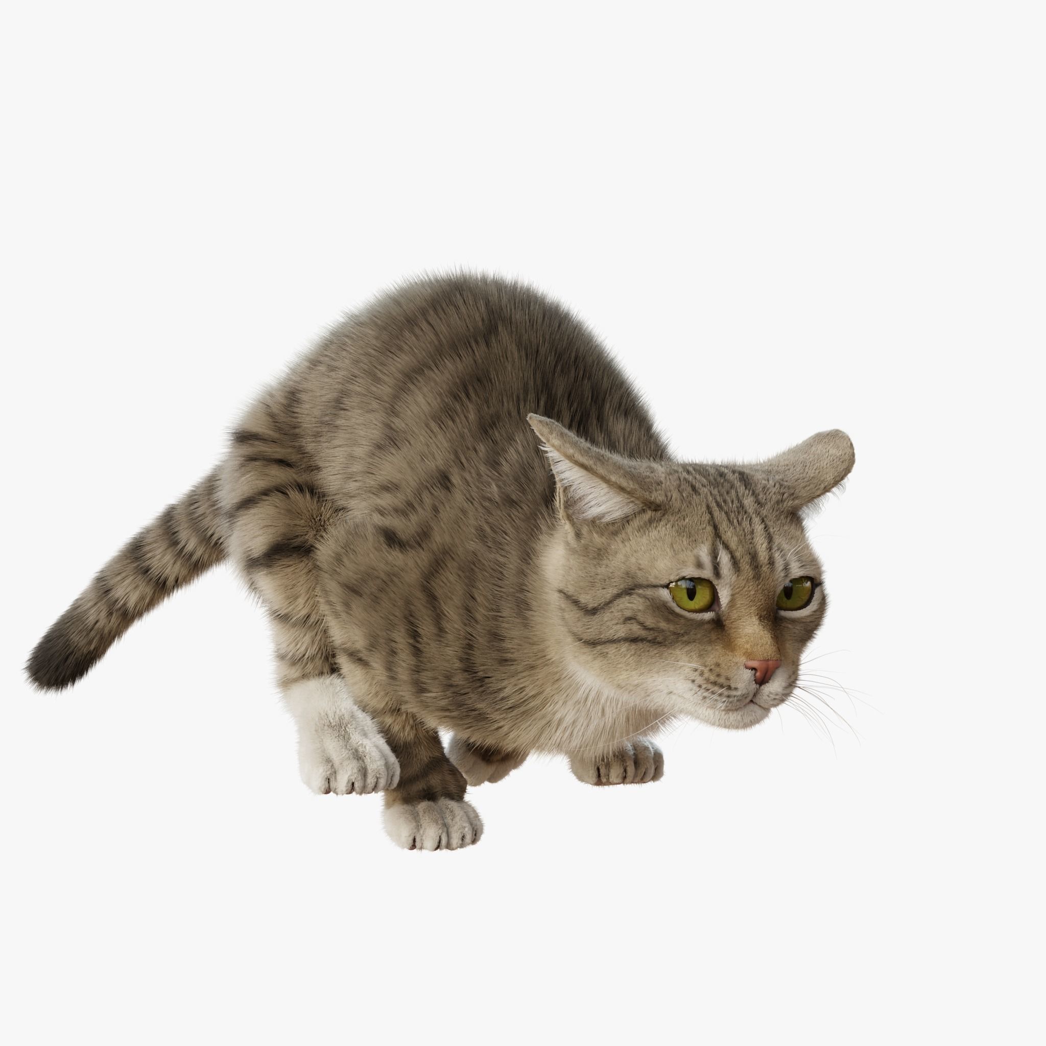 Cat Gray Tabby Rigged Animated 3D model_6
