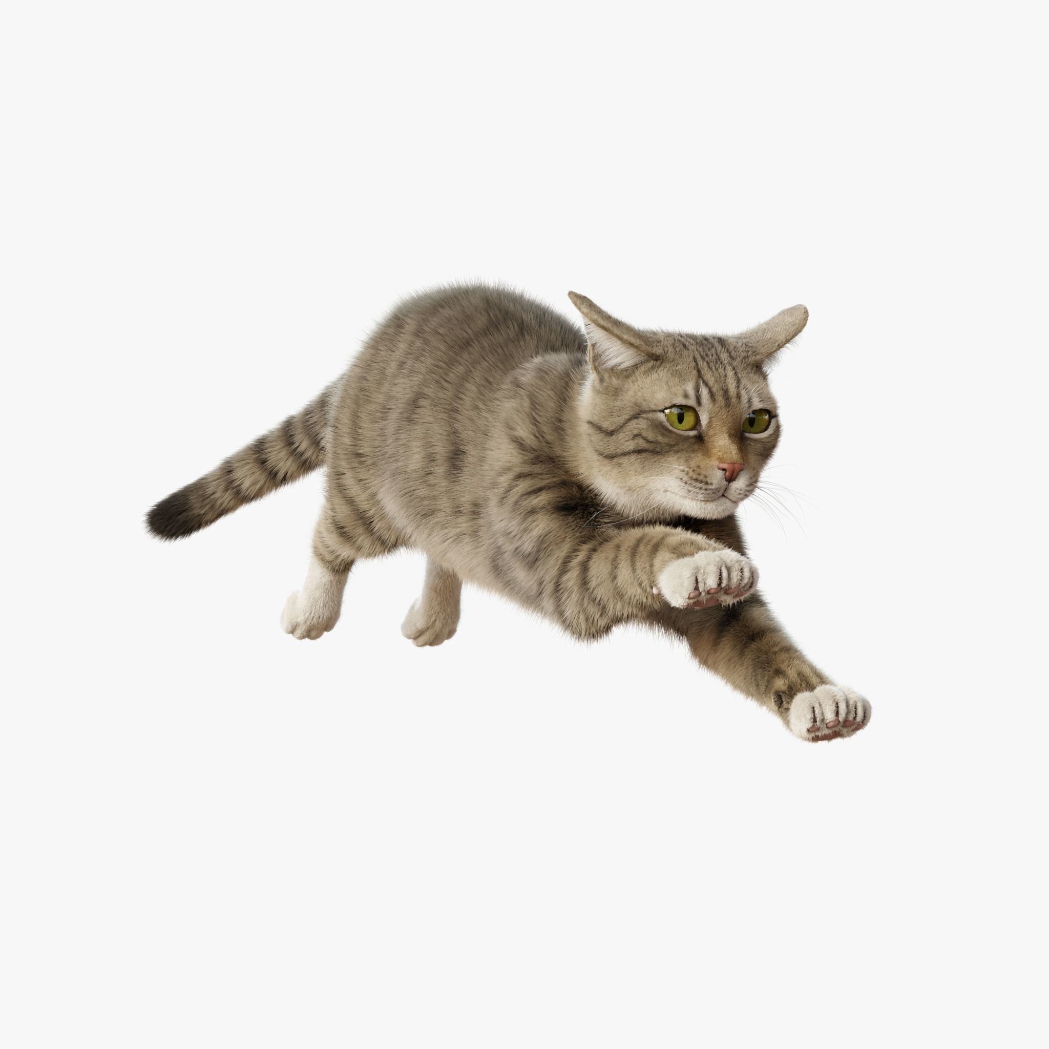 Cat Gray Tabby Rigged Animated 3D model_8