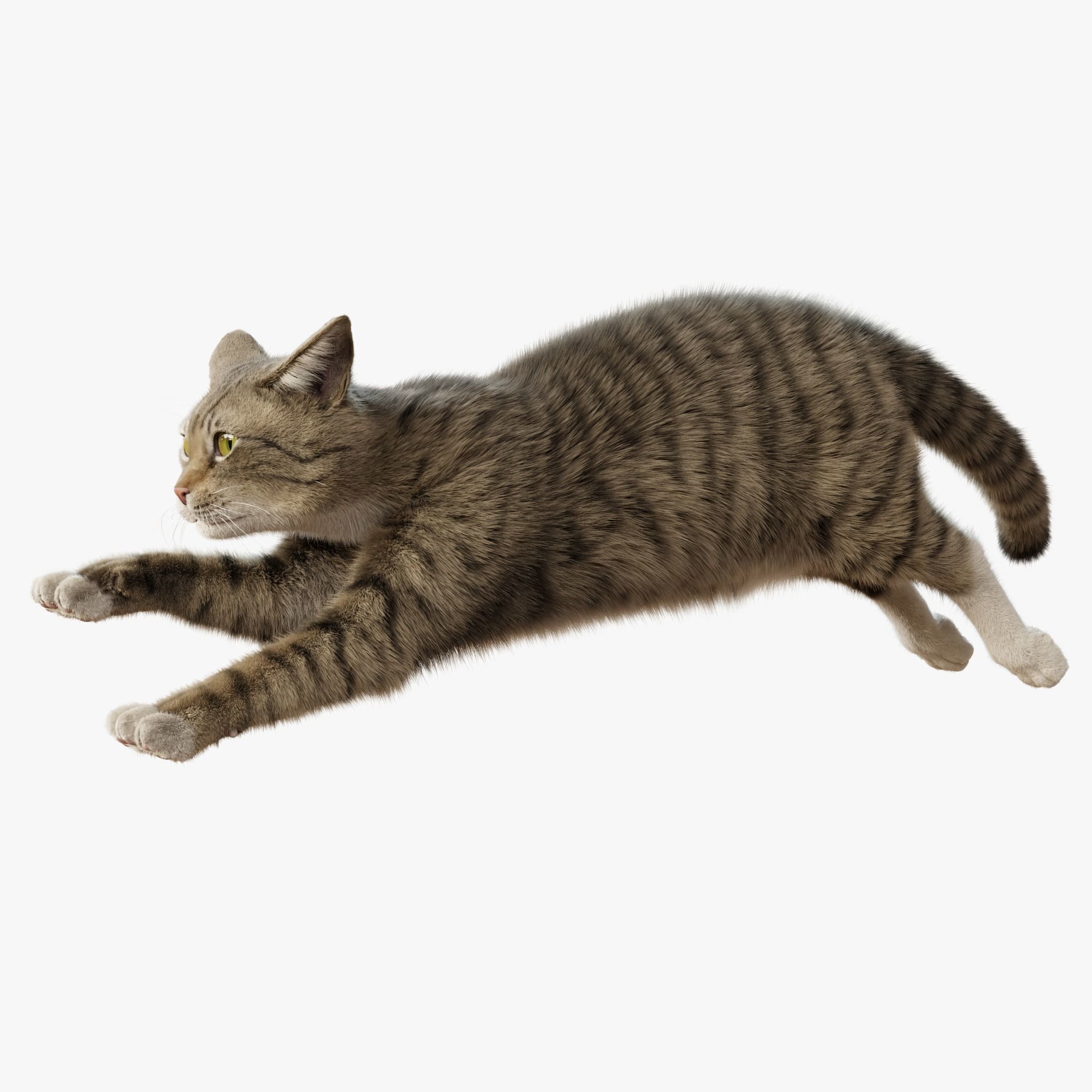 Cat Gray Tabby Rigged Animated 3D model_7