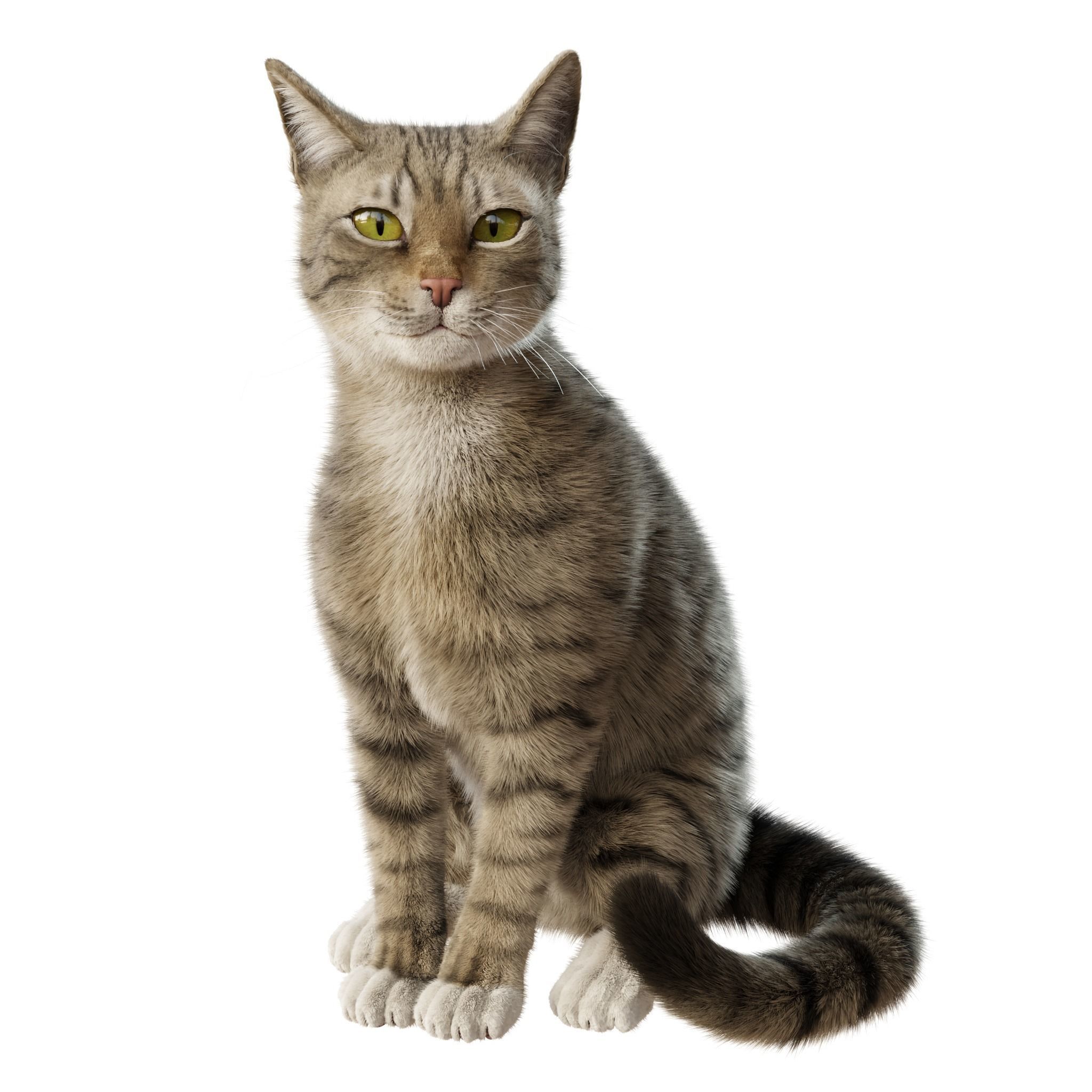 Cat Gray Tabby Rigged Animated 3D model_2