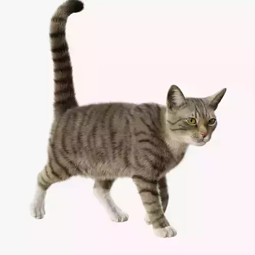 Cat Gray Tabby Rigged Animated 3D model