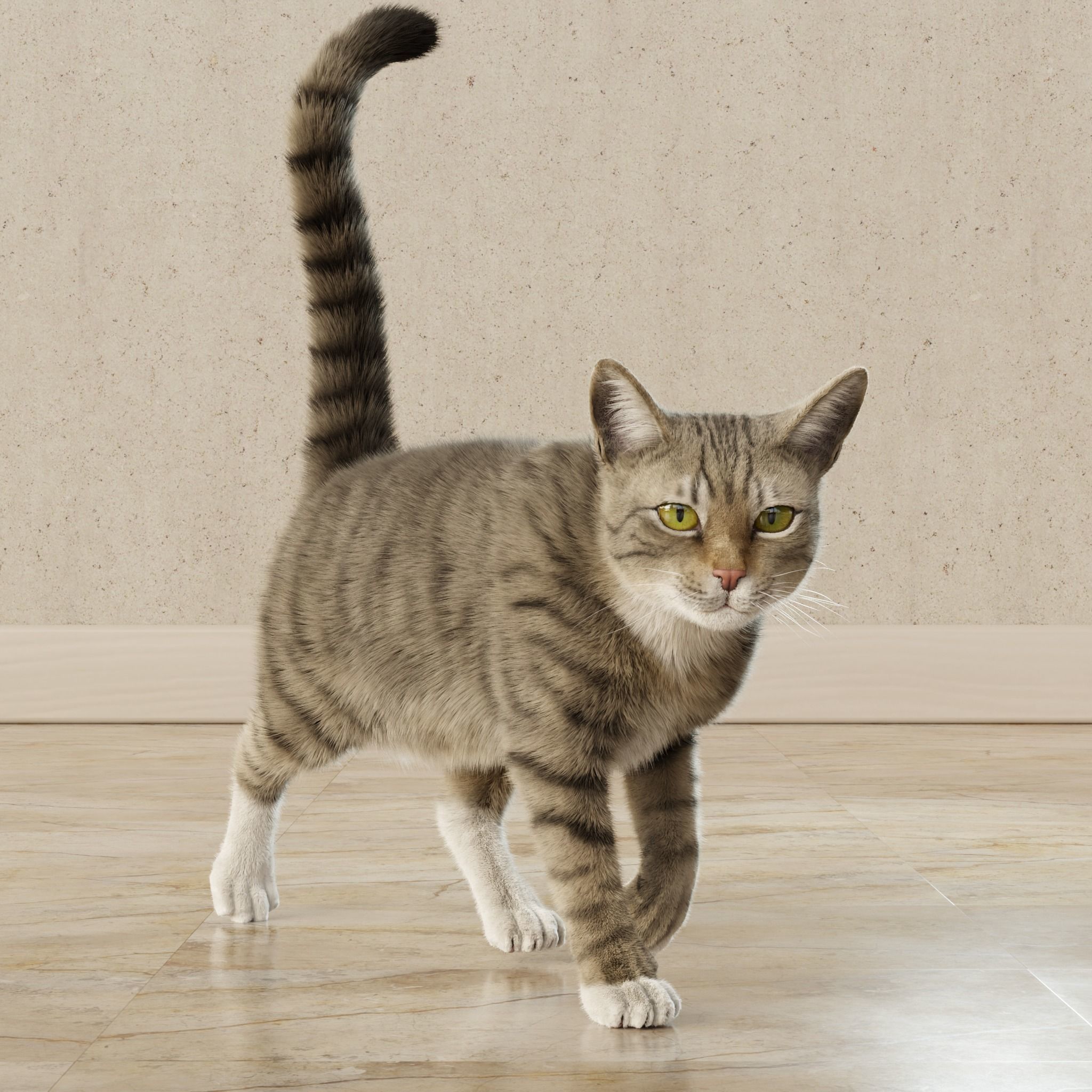 Cat Gray Tabby Rigged Animated 3D model_13