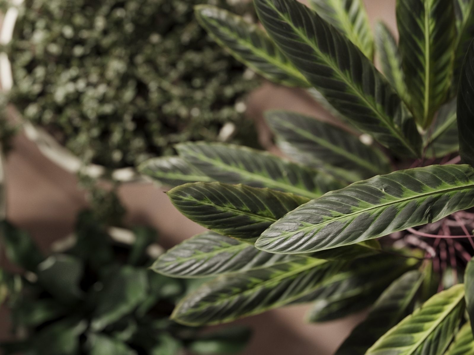 Vases with Plants 6 3D model_2