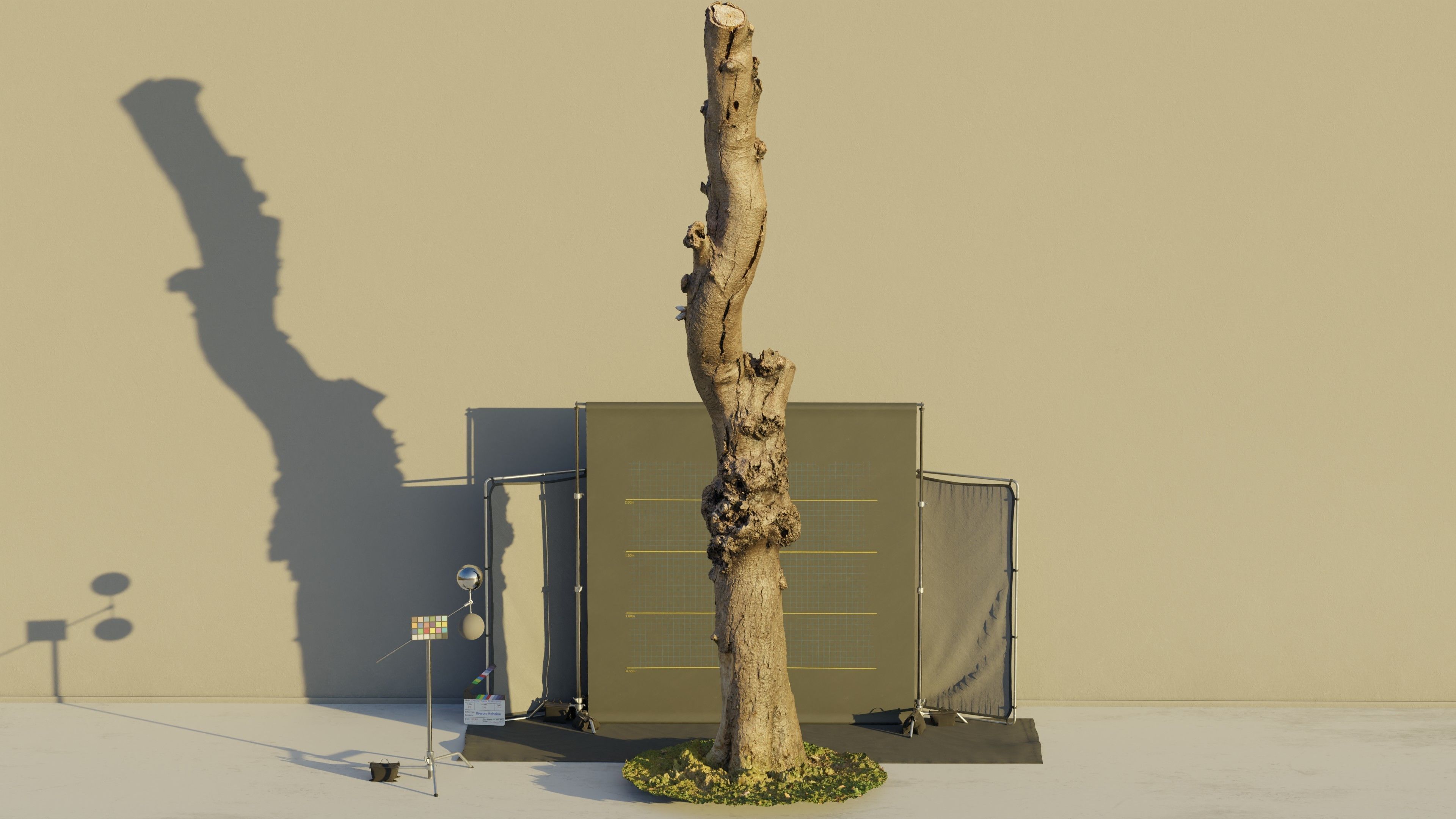 Photogrammetry Dead Tree - Tall and Gnarly Low-poly 3D model_4