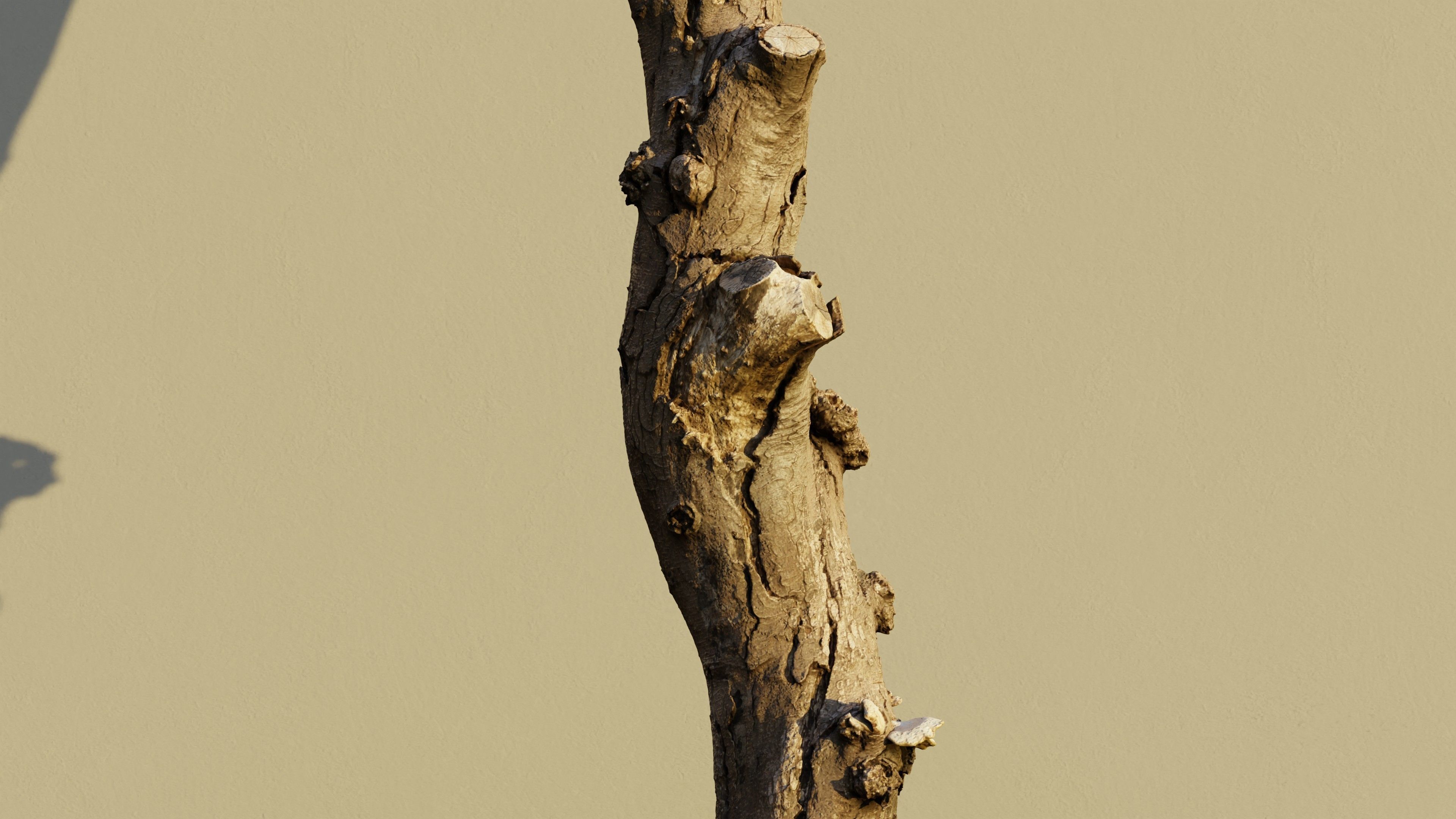Photogrammetry Dead Tree - Tall and Gnarly Low-poly 3D model_7