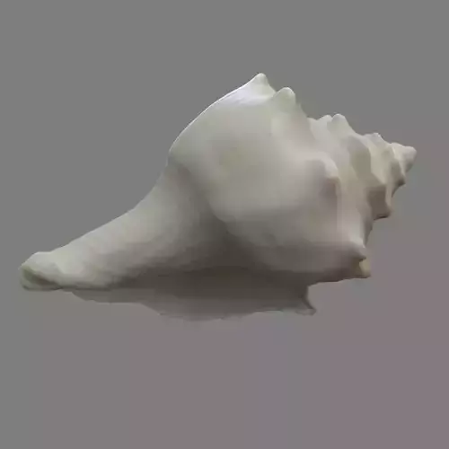 Seashell scan - 3D print model