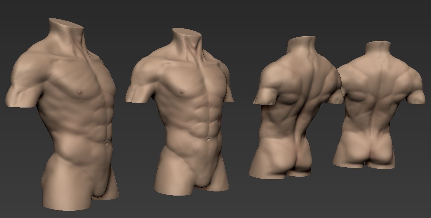 Human Anatomy Male Torso Free 3D model_9