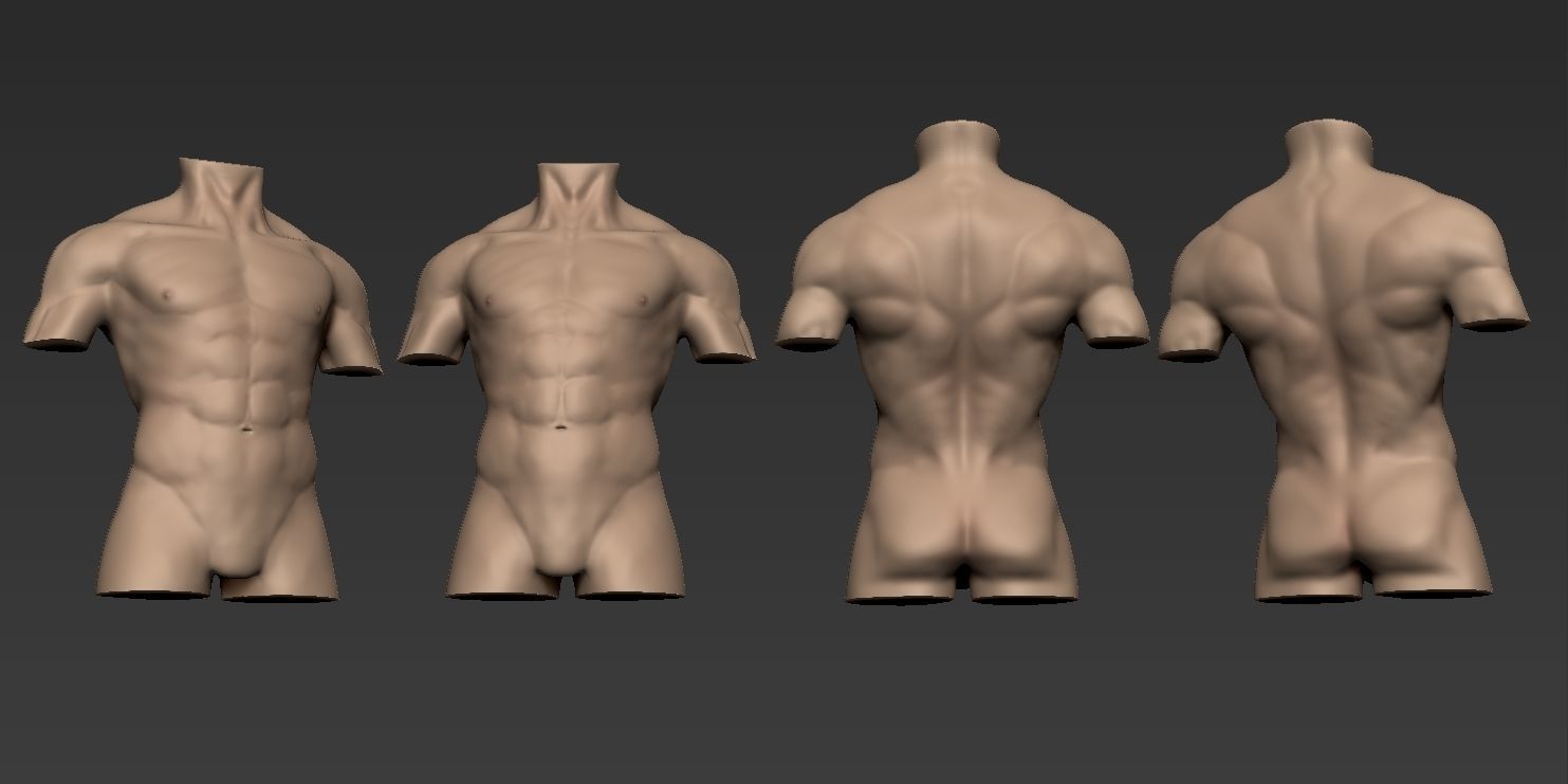 Human Anatomy Male Torso Free 3D model_12