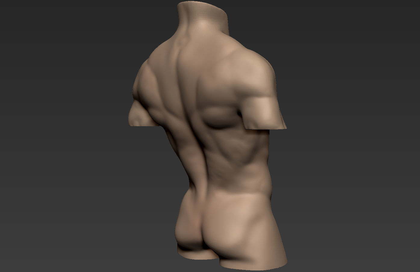 Human Anatomy Male Torso Free 3D model_8