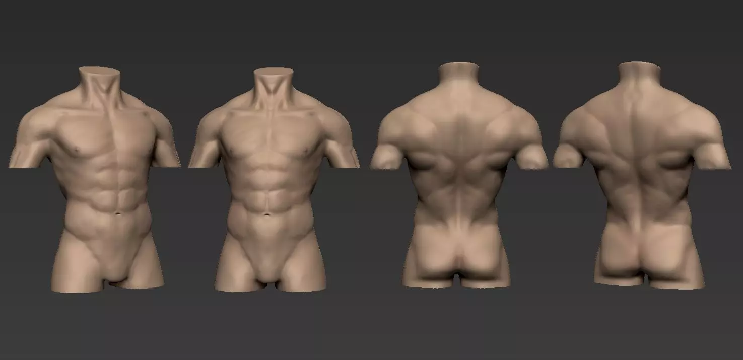 Human Anatomy Male Torso Free 3D model_0