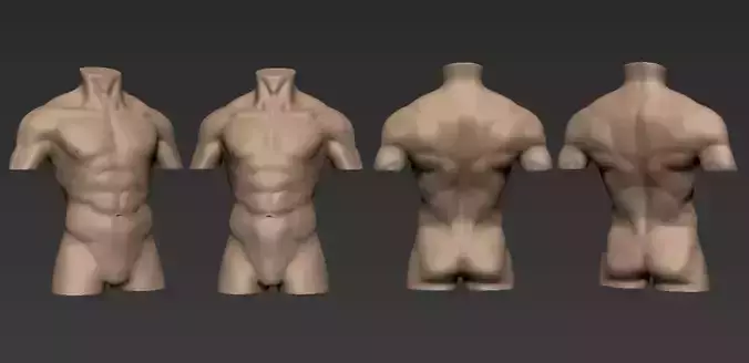 Human Anatomy Male Torso Free 3D model