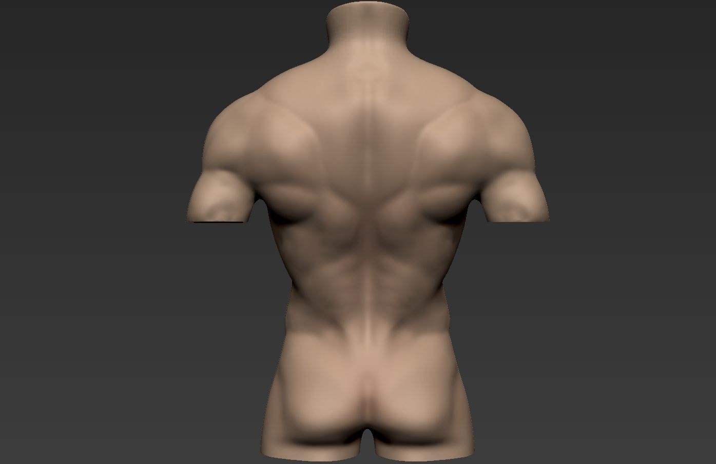Human Anatomy Male Torso Free 3D model_3