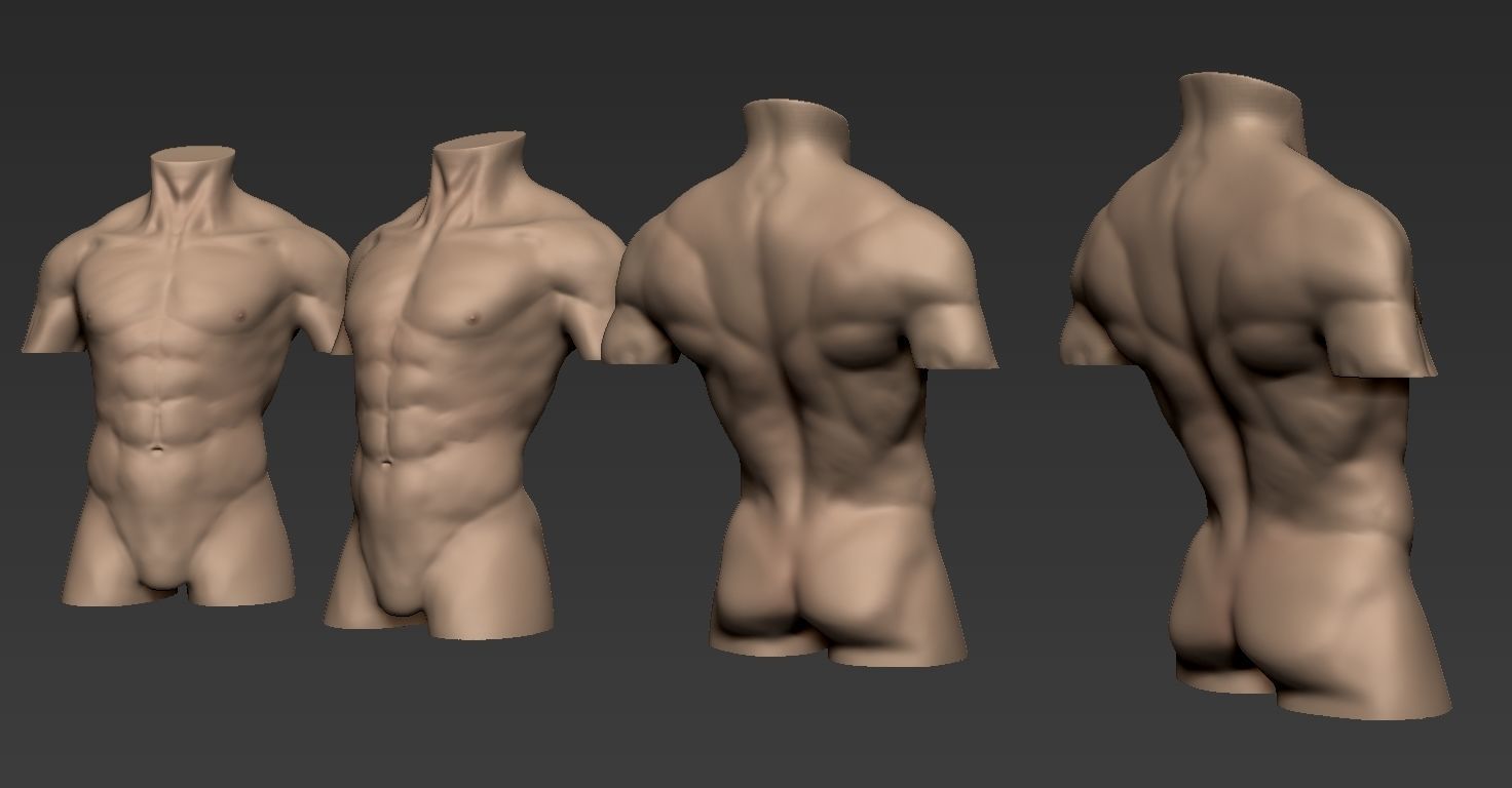 Human Anatomy Male Torso Free 3D model_4