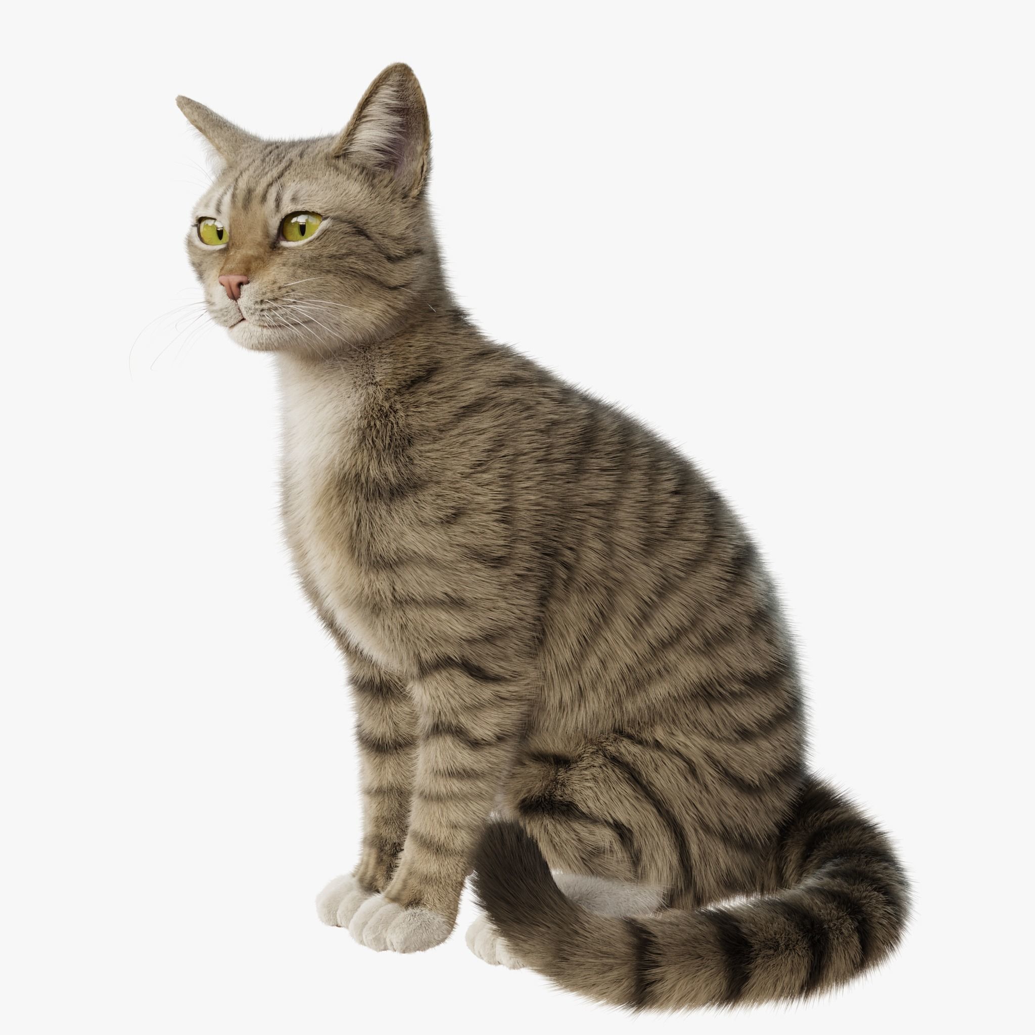 Cat Rigged Animated Collection 3D model_11