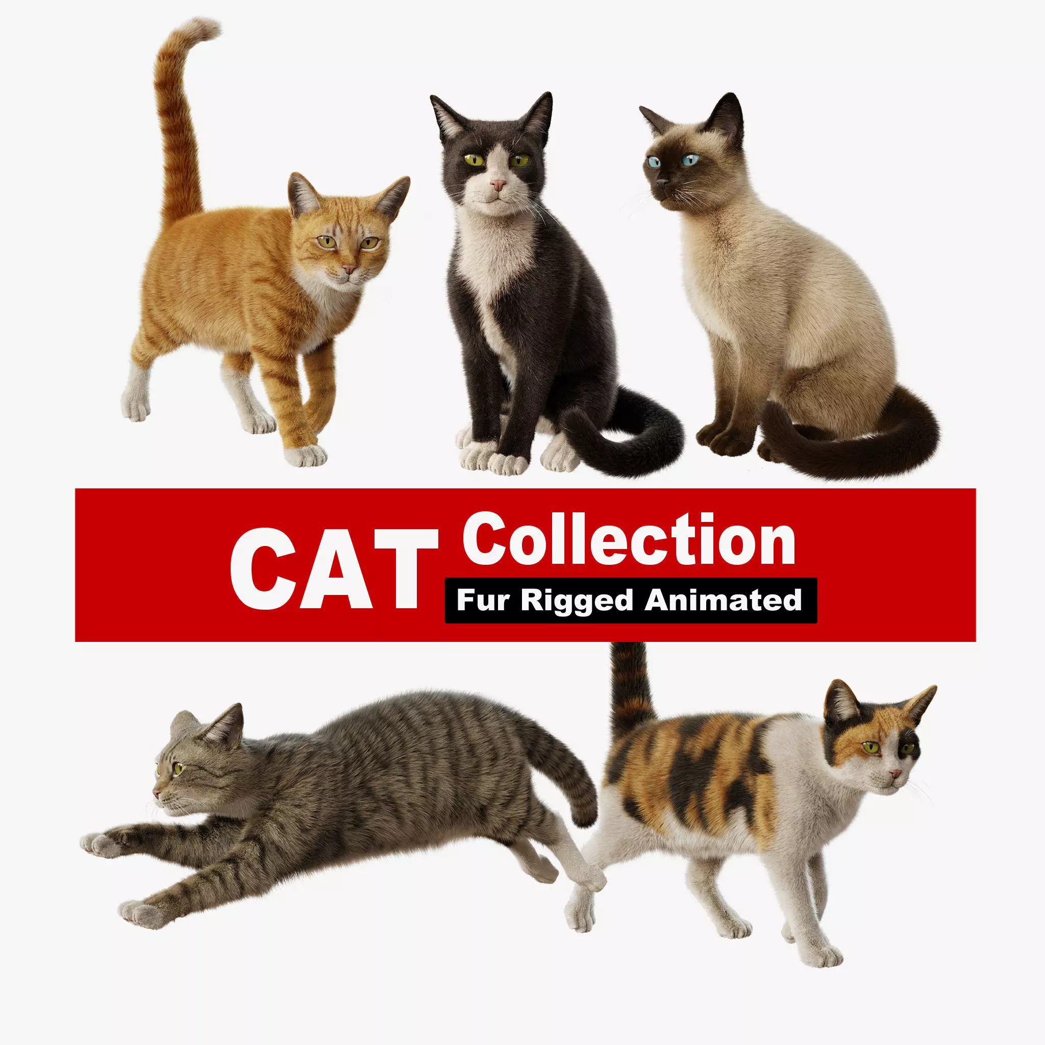 Cat Rigged Animated Collection 3D model_0