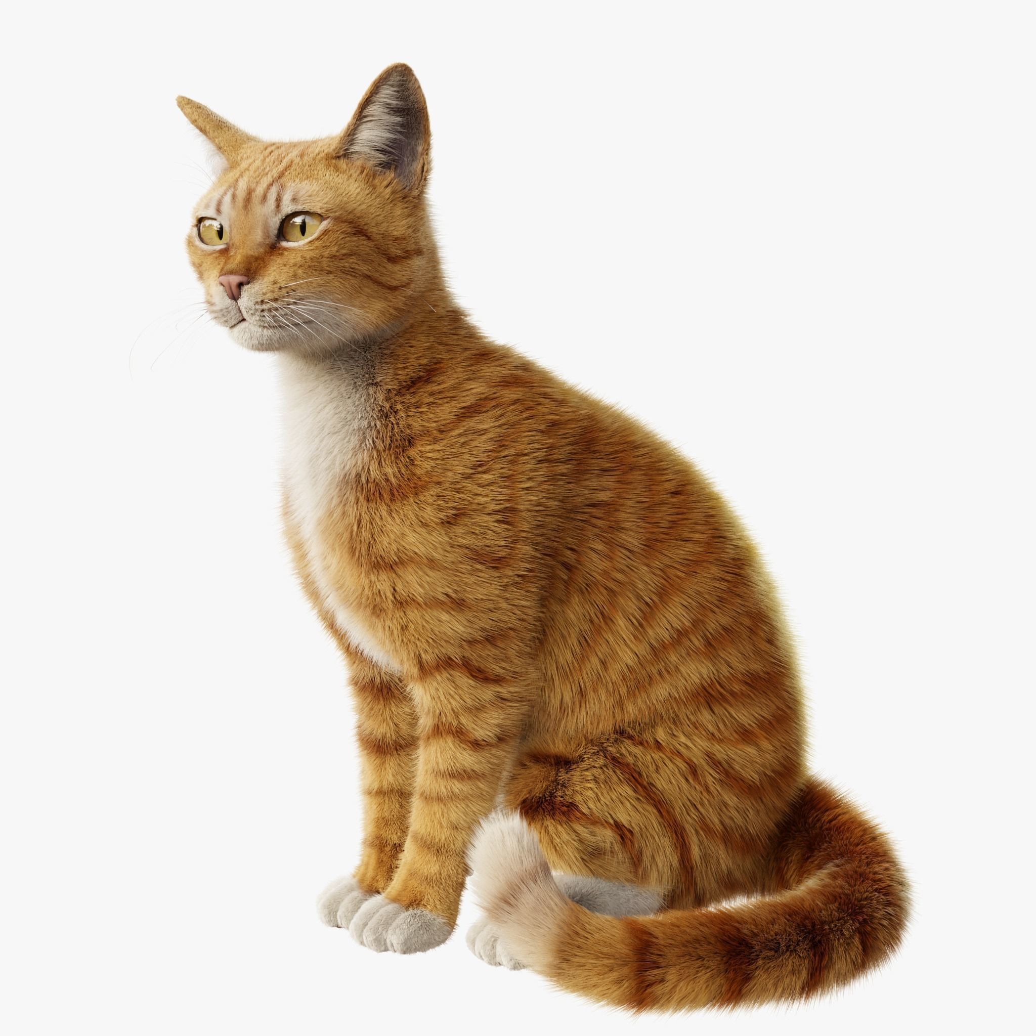 Cat Rigged Animated Collection 3D model_12