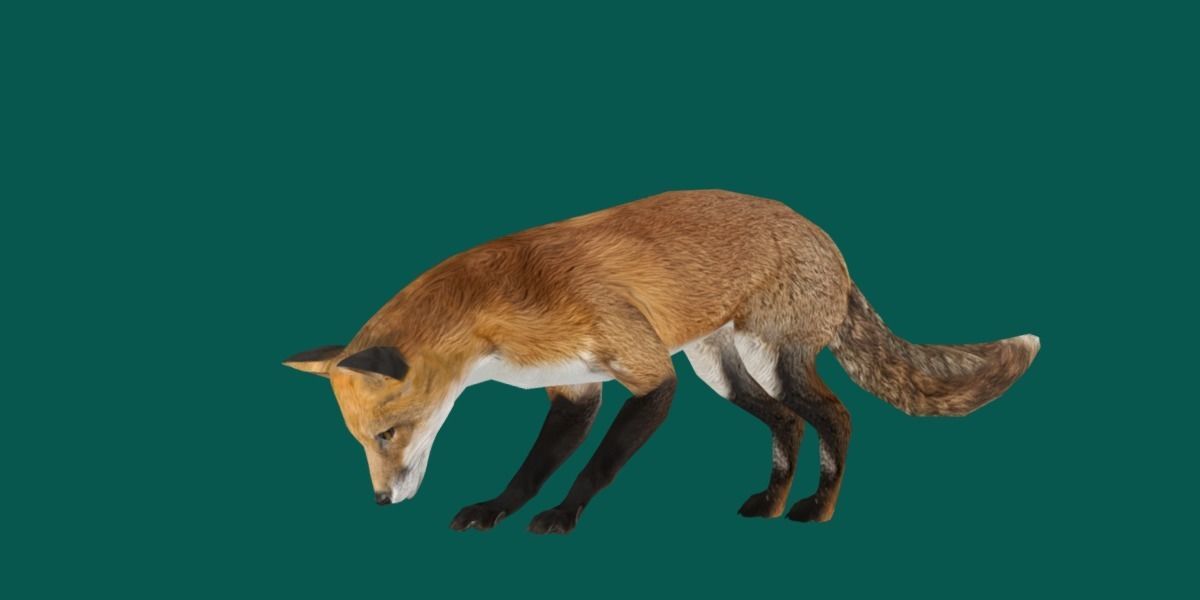 Red Fox Animals Low-poly 3D model_6