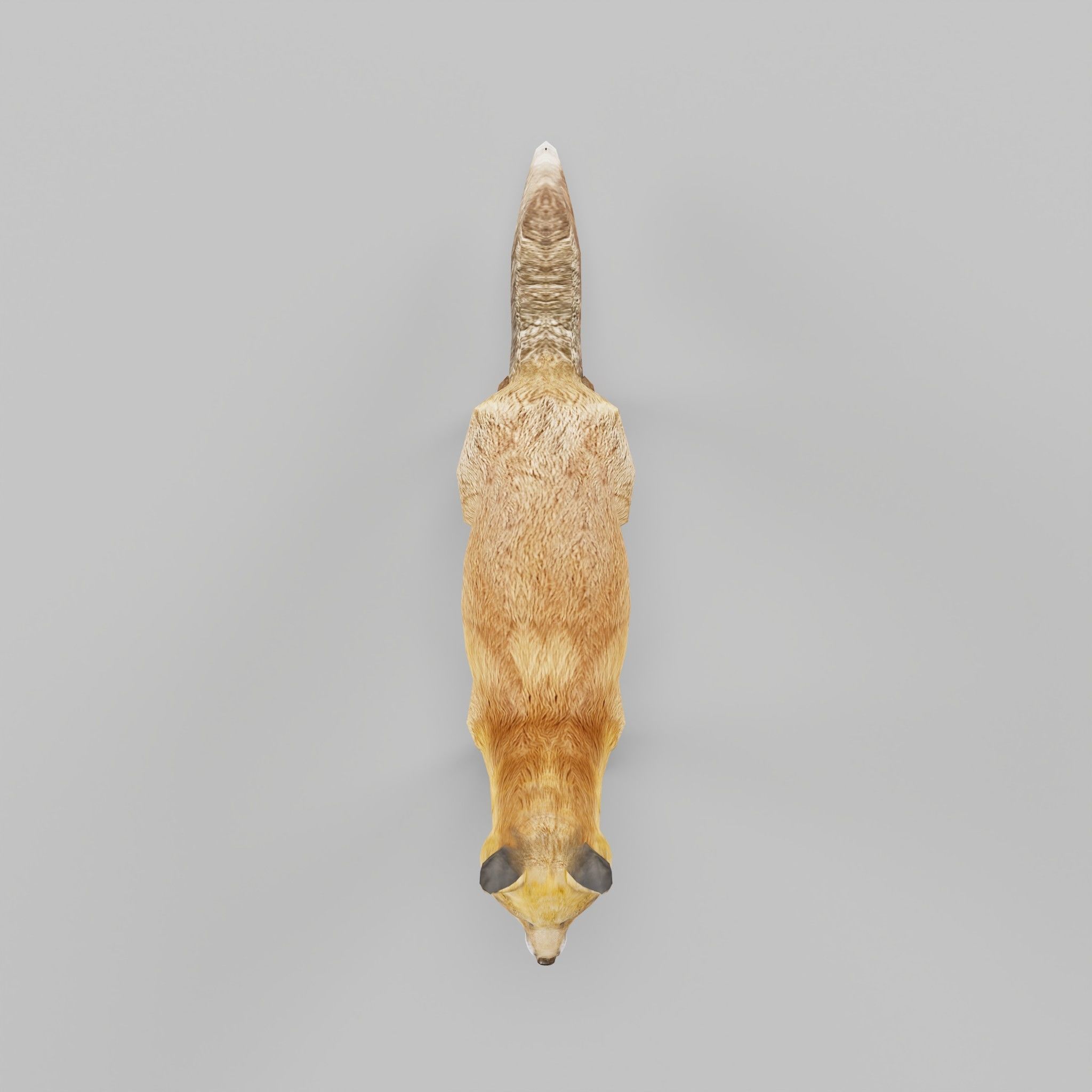 Red Fox Animals Low-poly 3D model_4