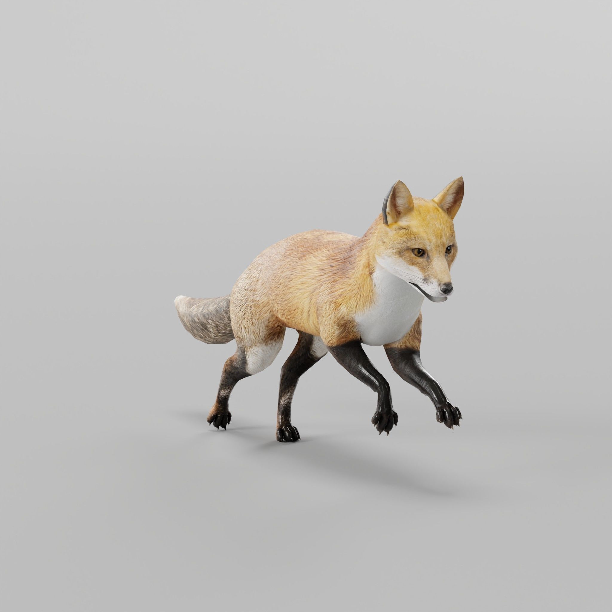 Red Fox Animals Low-poly 3D model_17