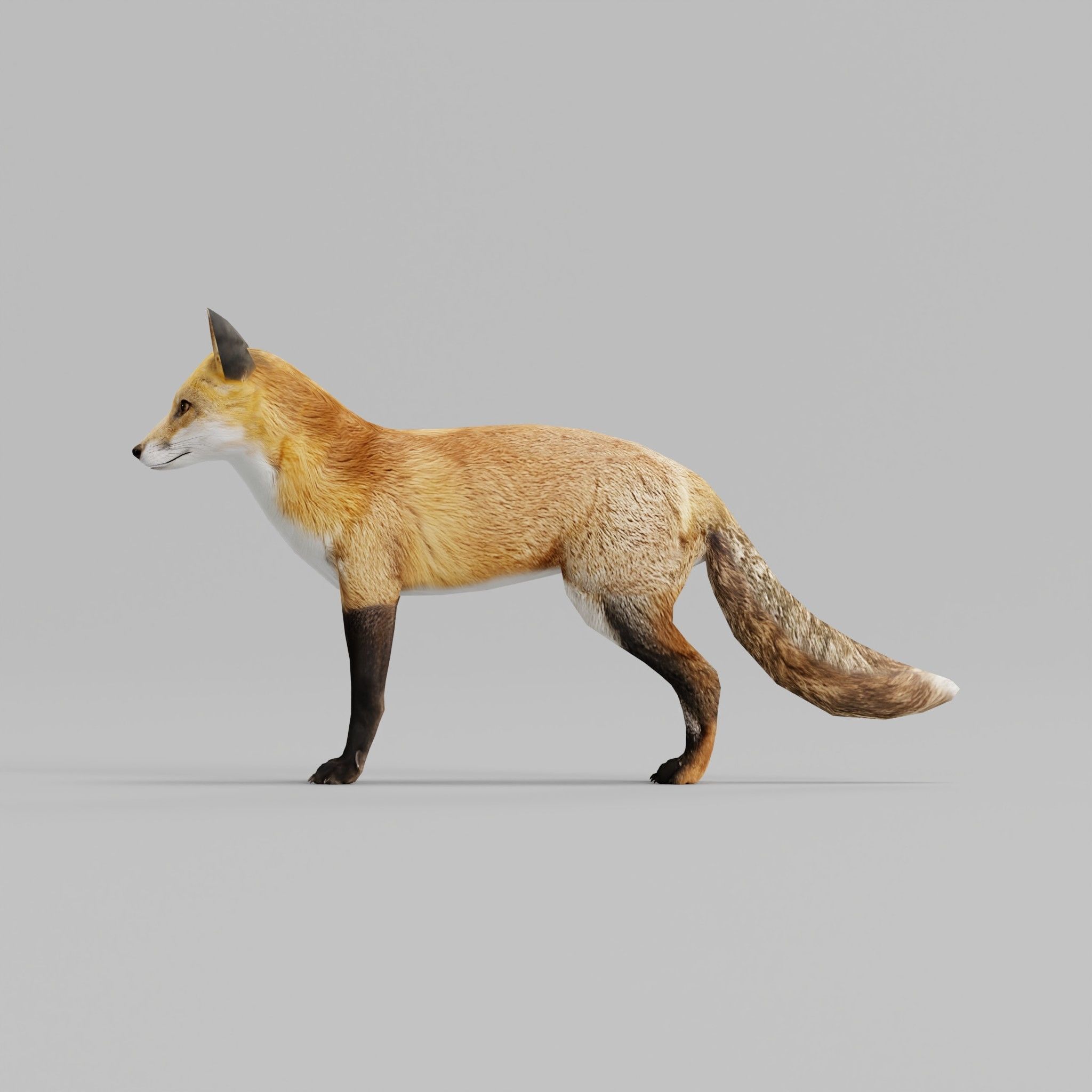 Red Fox Animals Low-poly 3D model_2