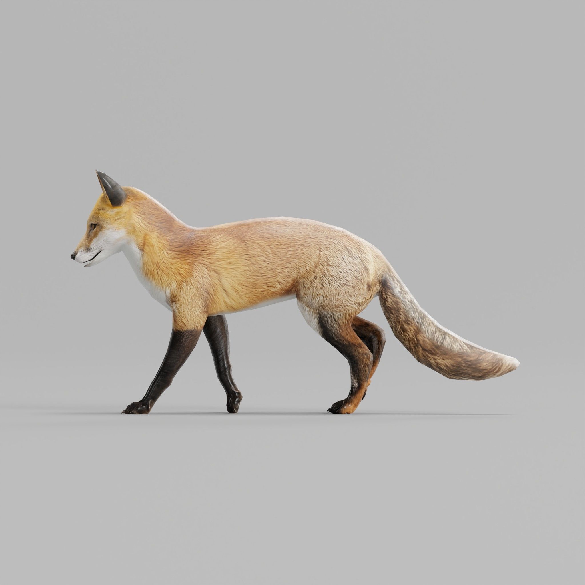 Red Fox Animals Low-poly 3D model_20