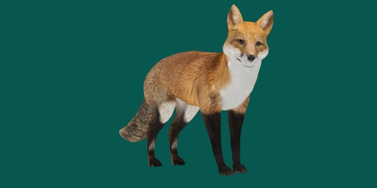 Red Fox Animals Low-poly 3D model_8