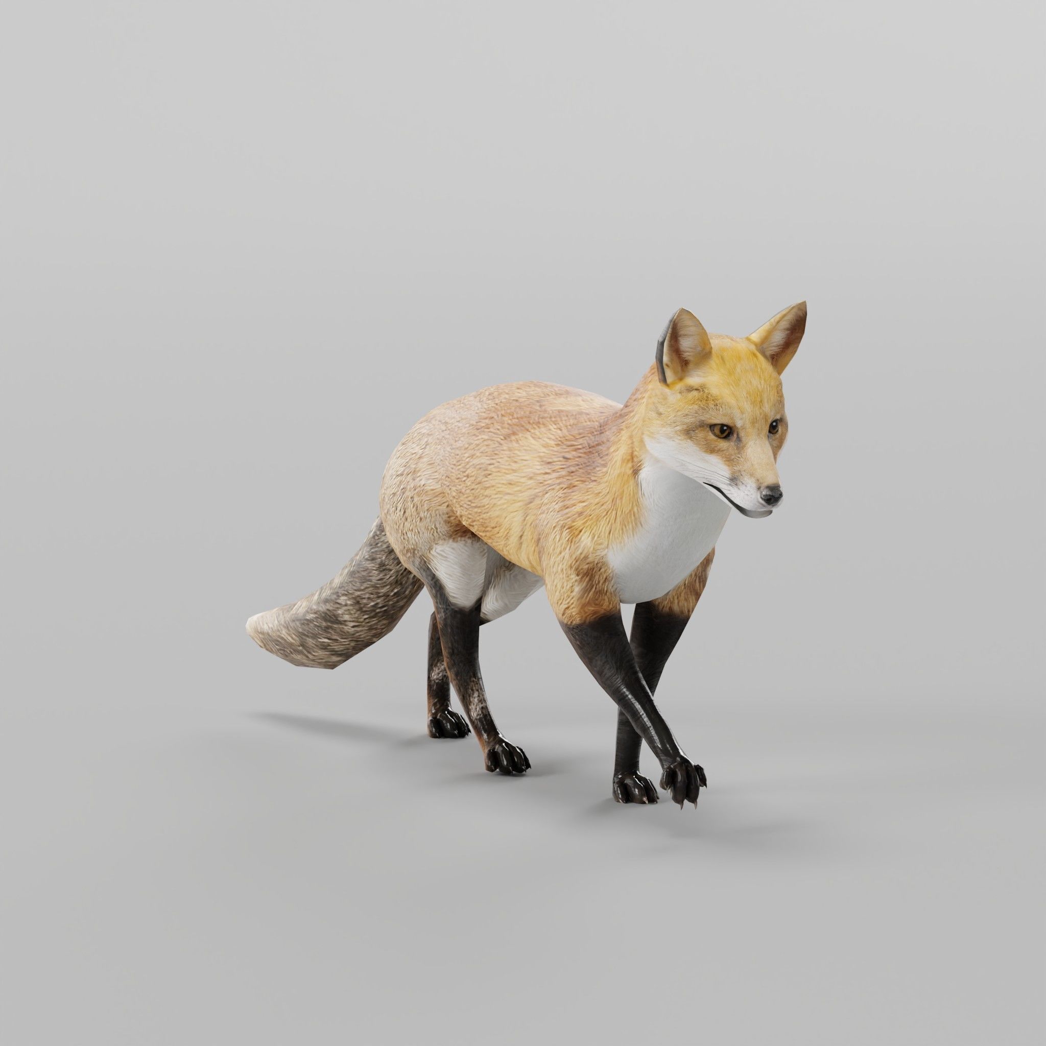 Red Fox Animals Low-poly 3D model_21