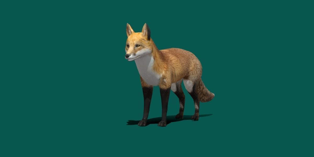 Red Fox Animals Low-poly 3D model_18