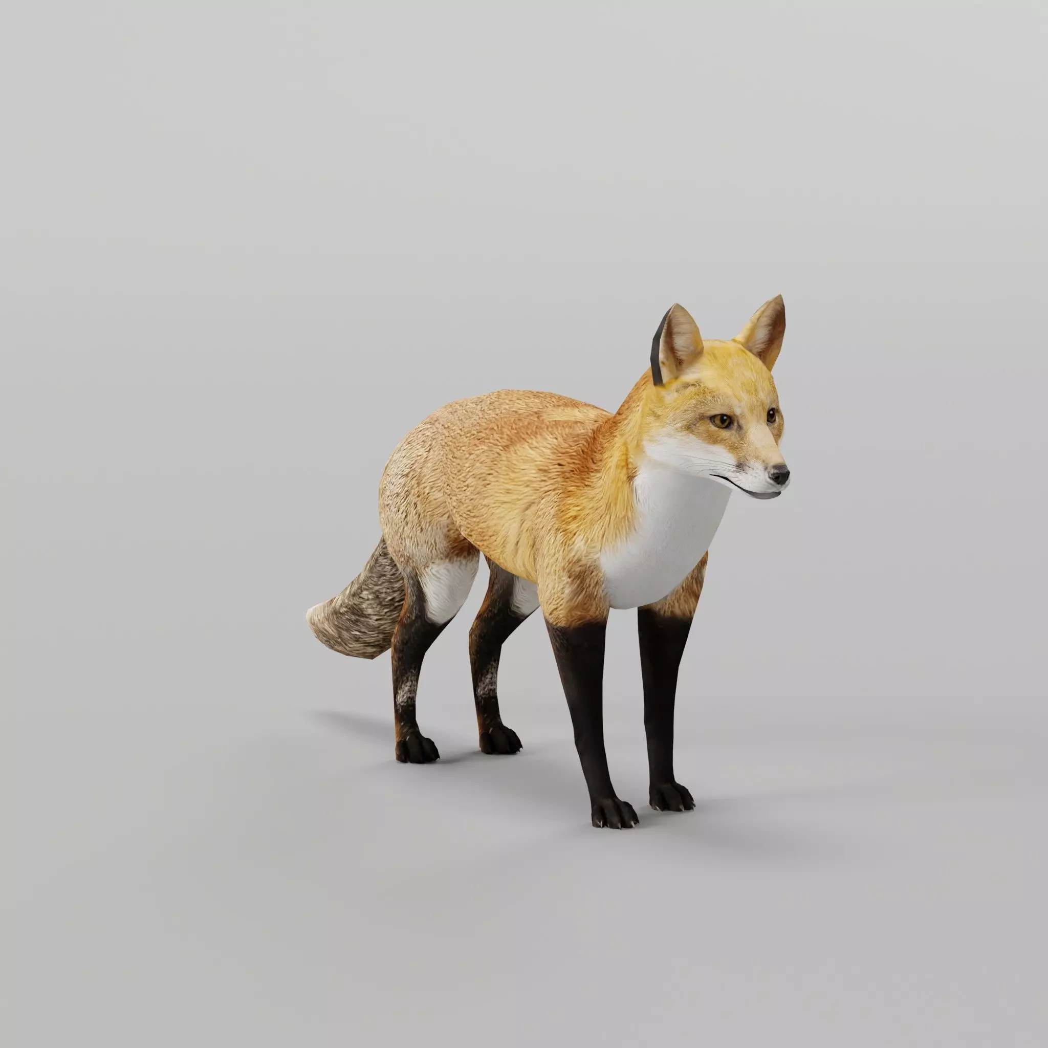 Red Fox Animals Low-poly 3D model_0