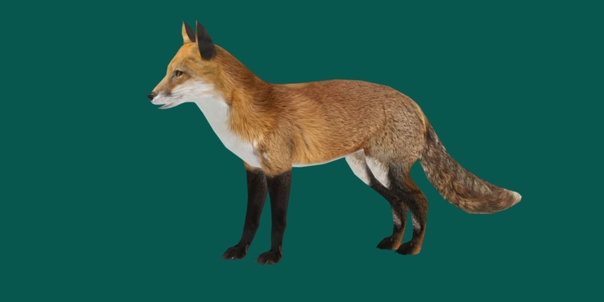 Red Fox Animals Low-poly 3D model_10