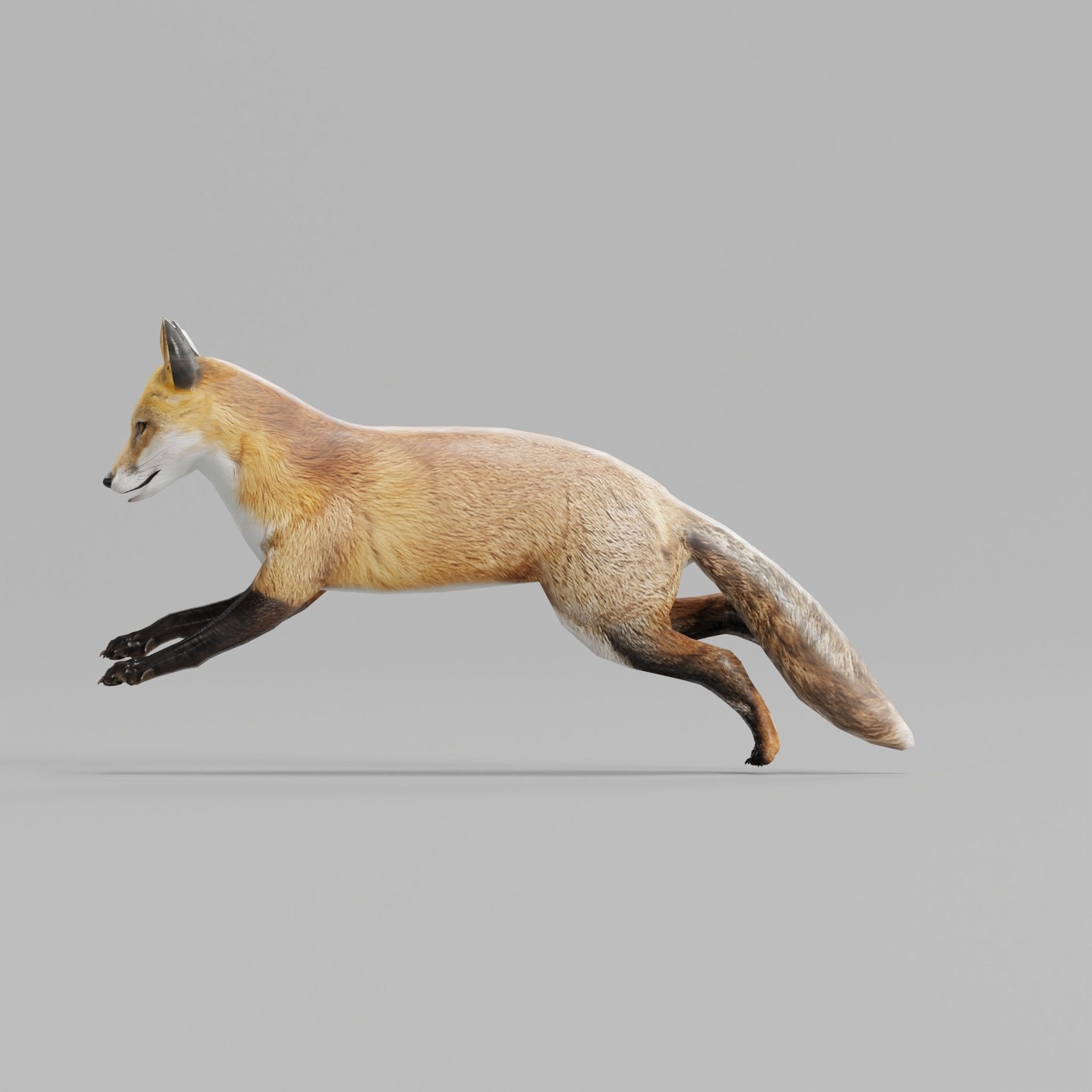 Red Fox Animals Low-poly 3D model_19