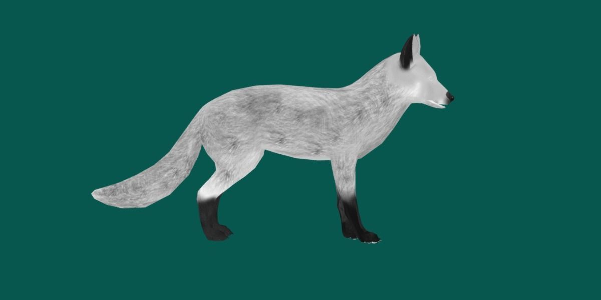 Red Fox Animals Low-poly 3D model_11
