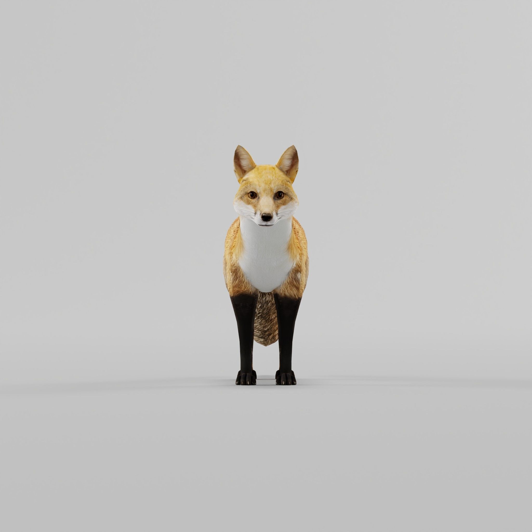 Red Fox Animals Low-poly 3D model_3