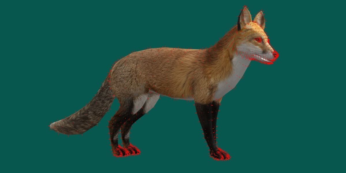Red Fox Animals Low-poly 3D model_16