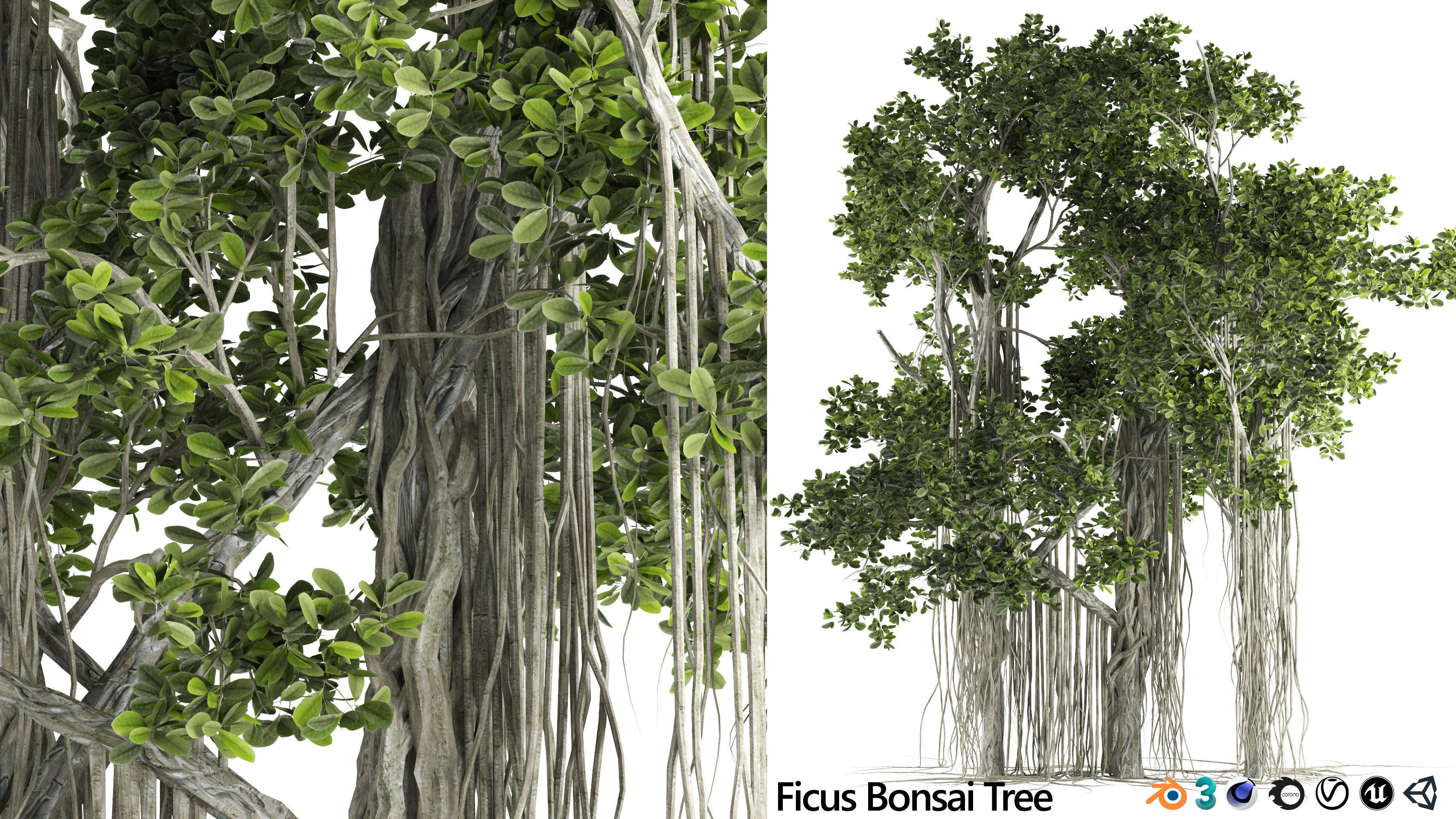Ficus Bonsai decoration tree 3D model_5