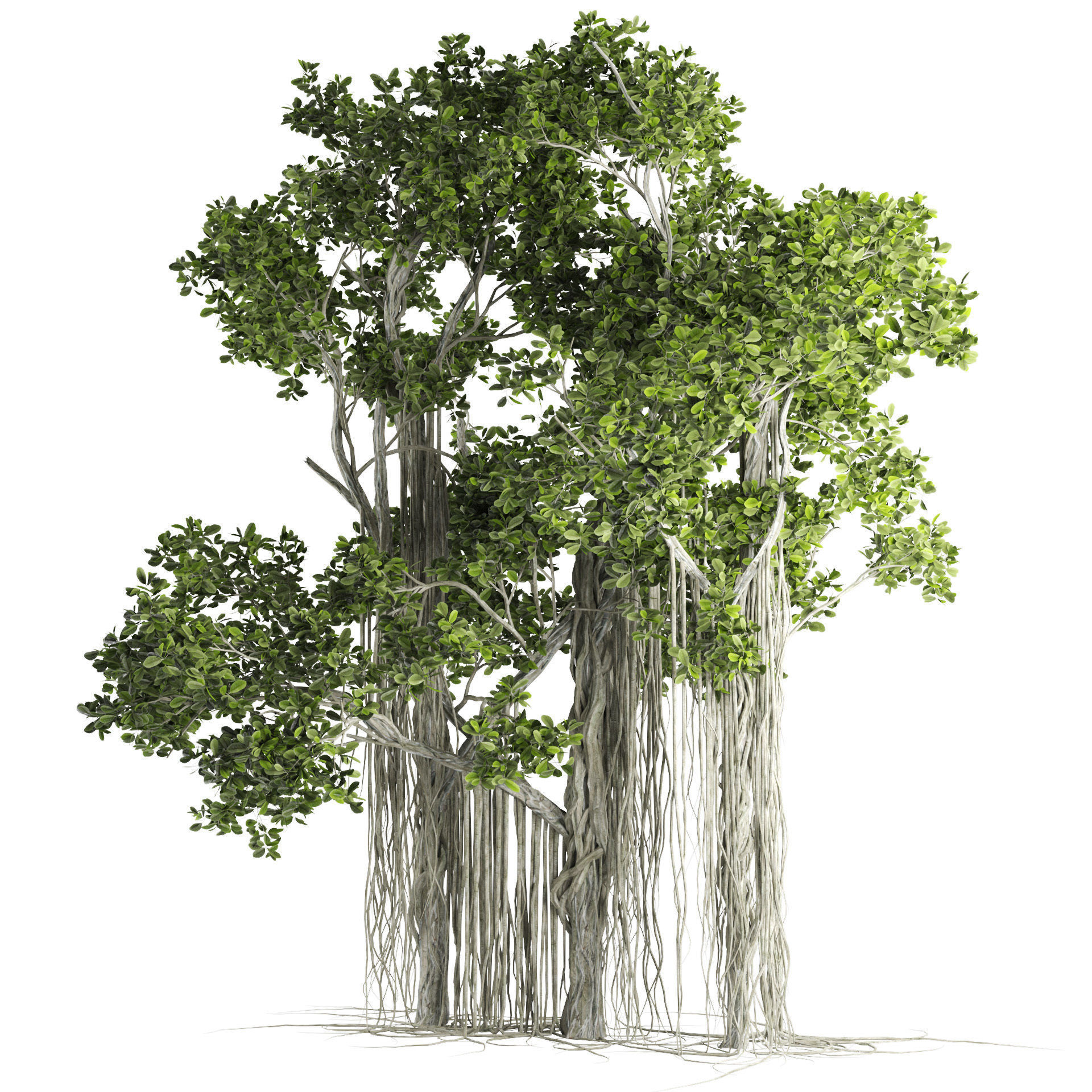 Ficus Bonsai decoration tree 3D model_3