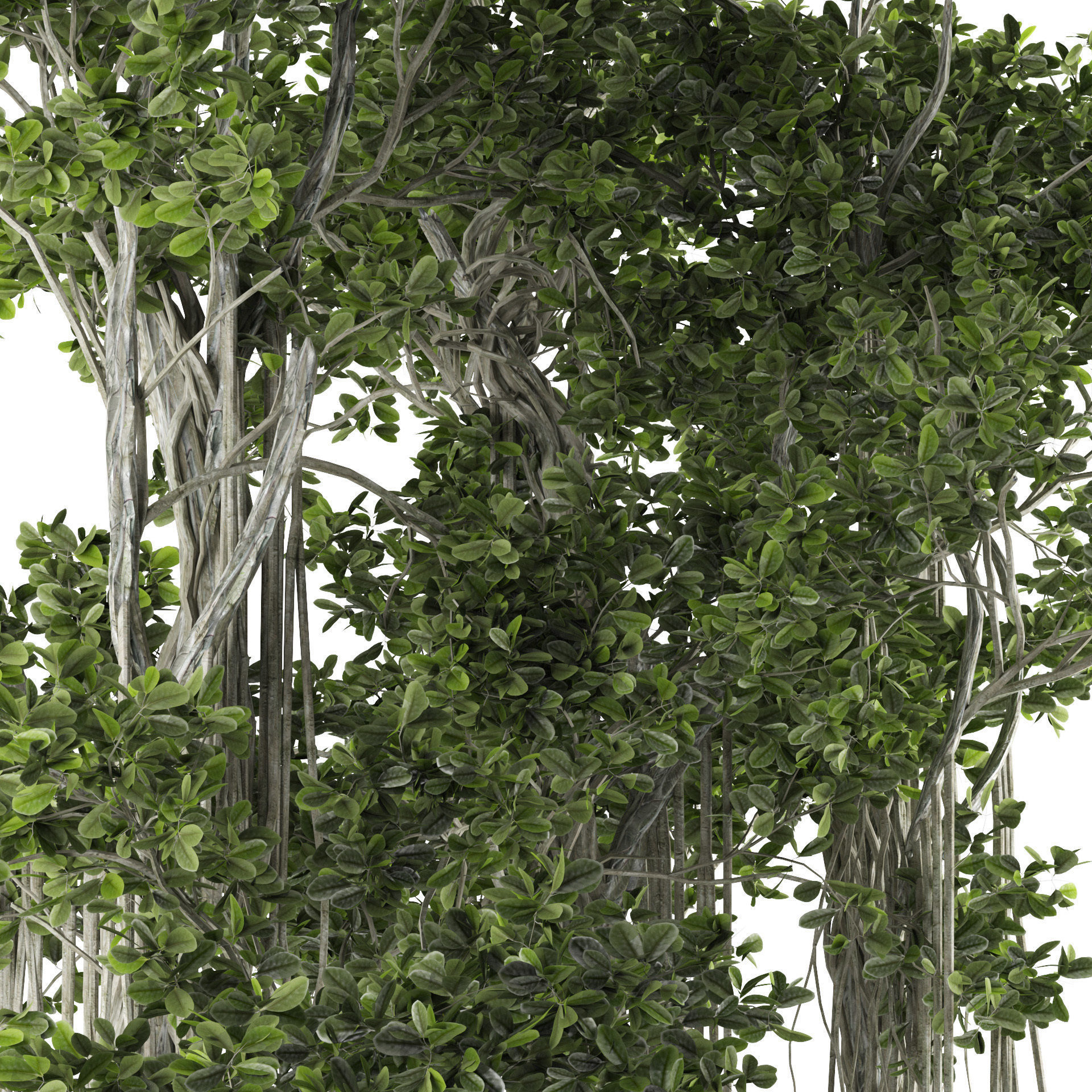 Ficus Bonsai decoration tree 3D model_4