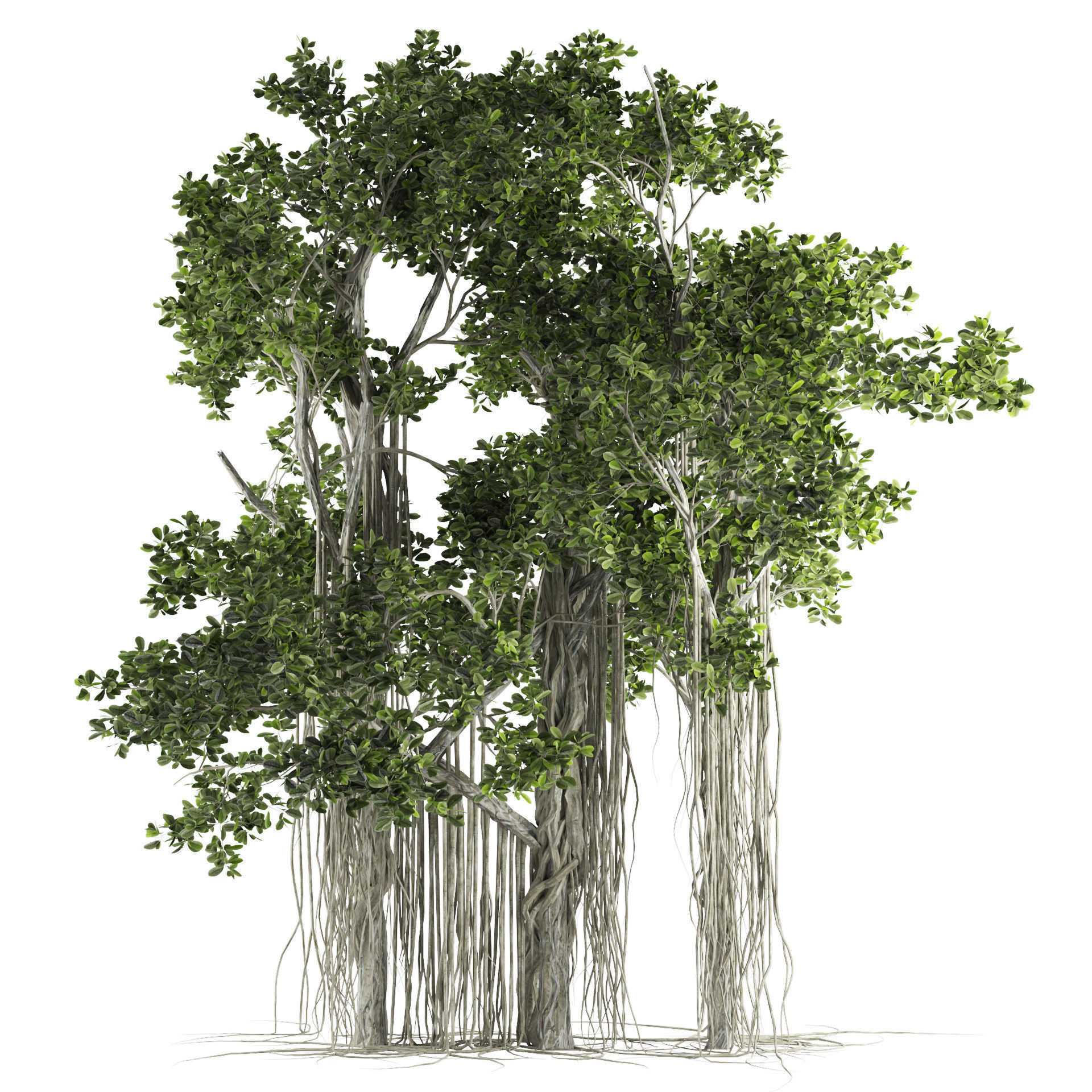 Ficus Bonsai decoration tree 3D model_2