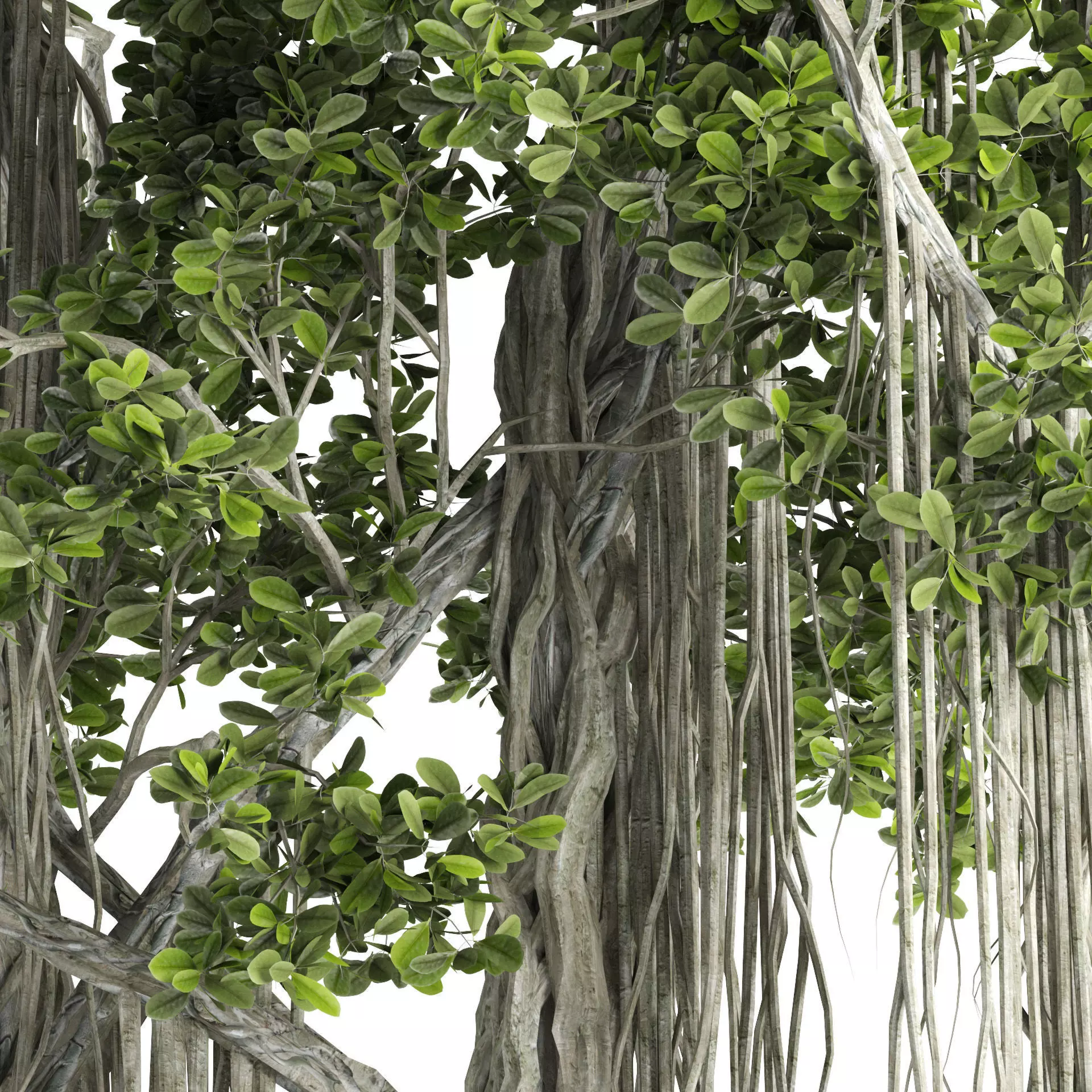 Ficus Bonsai decoration tree 3D model_0
