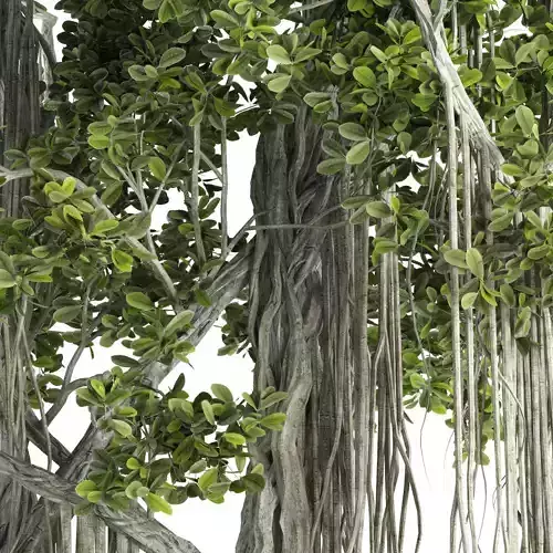 Ficus Bonsai decoration tree 3D model