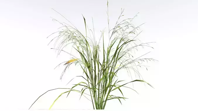 EVERYPlant Cheatgrass LowPoly 4 --18 Models-- Low-poly 3D model