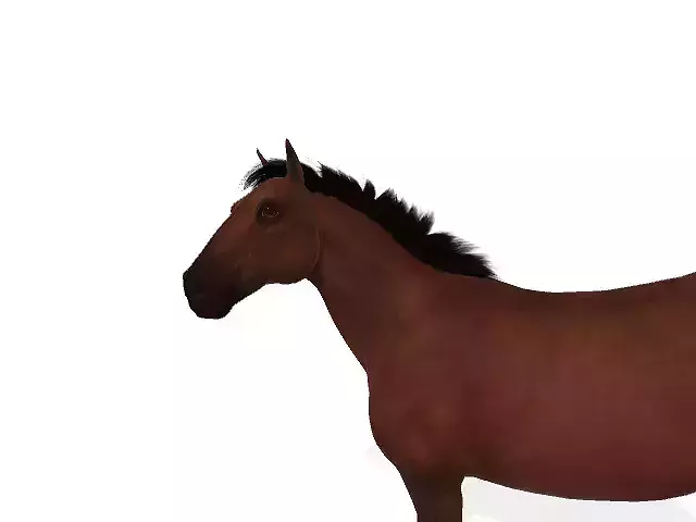 horse