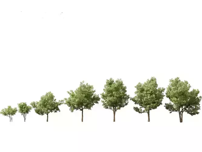 Alstonia scholaris - Norfolk Island pine 3D model